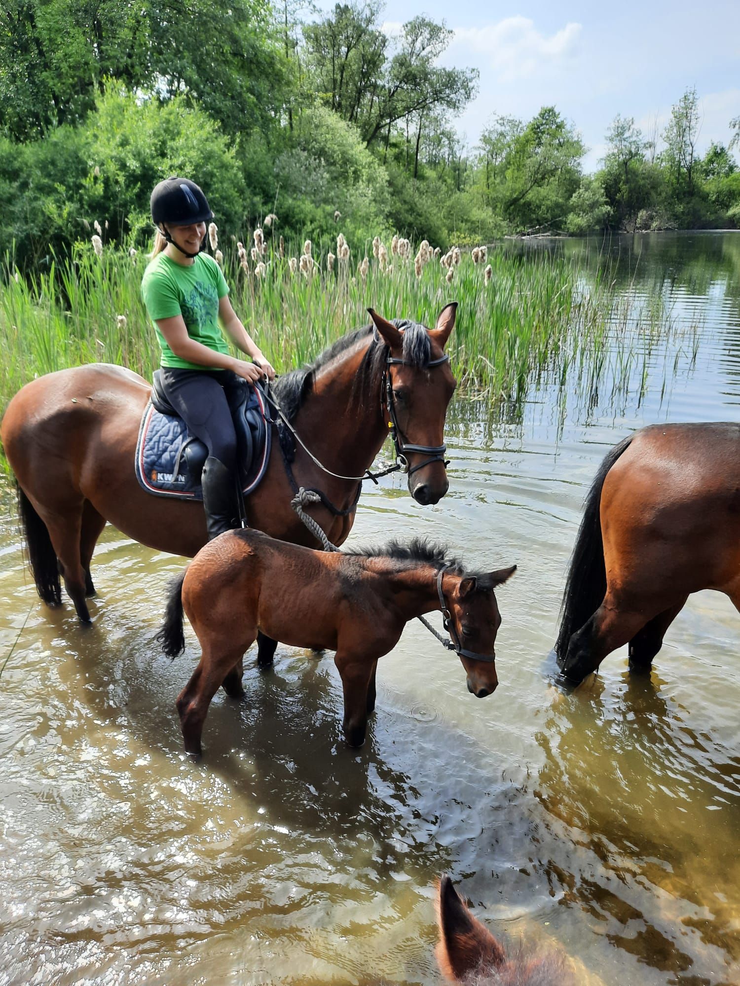 kwpn dressuurpaard hengst 0 años donkerbruin en venta - Foto 2
