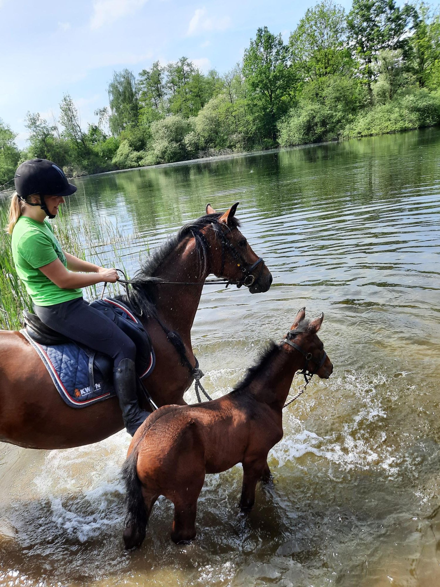 kwpn dressuurpaard hengst 0 años donkerbruin en venta - Foto 3
