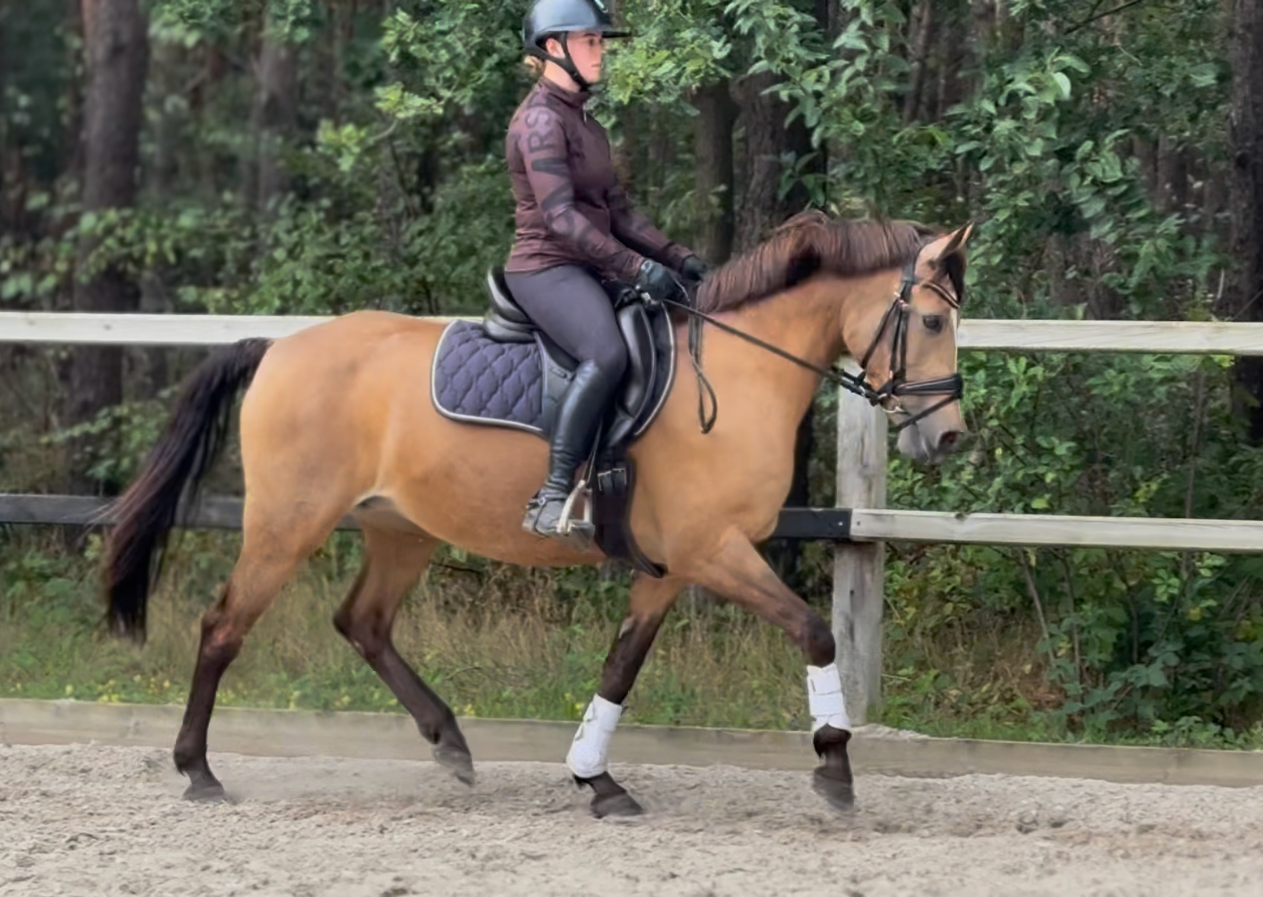 new-forest dressuurpony merrie 13 lat andere-kleur na sprzedaż - Zdjęcie 2
