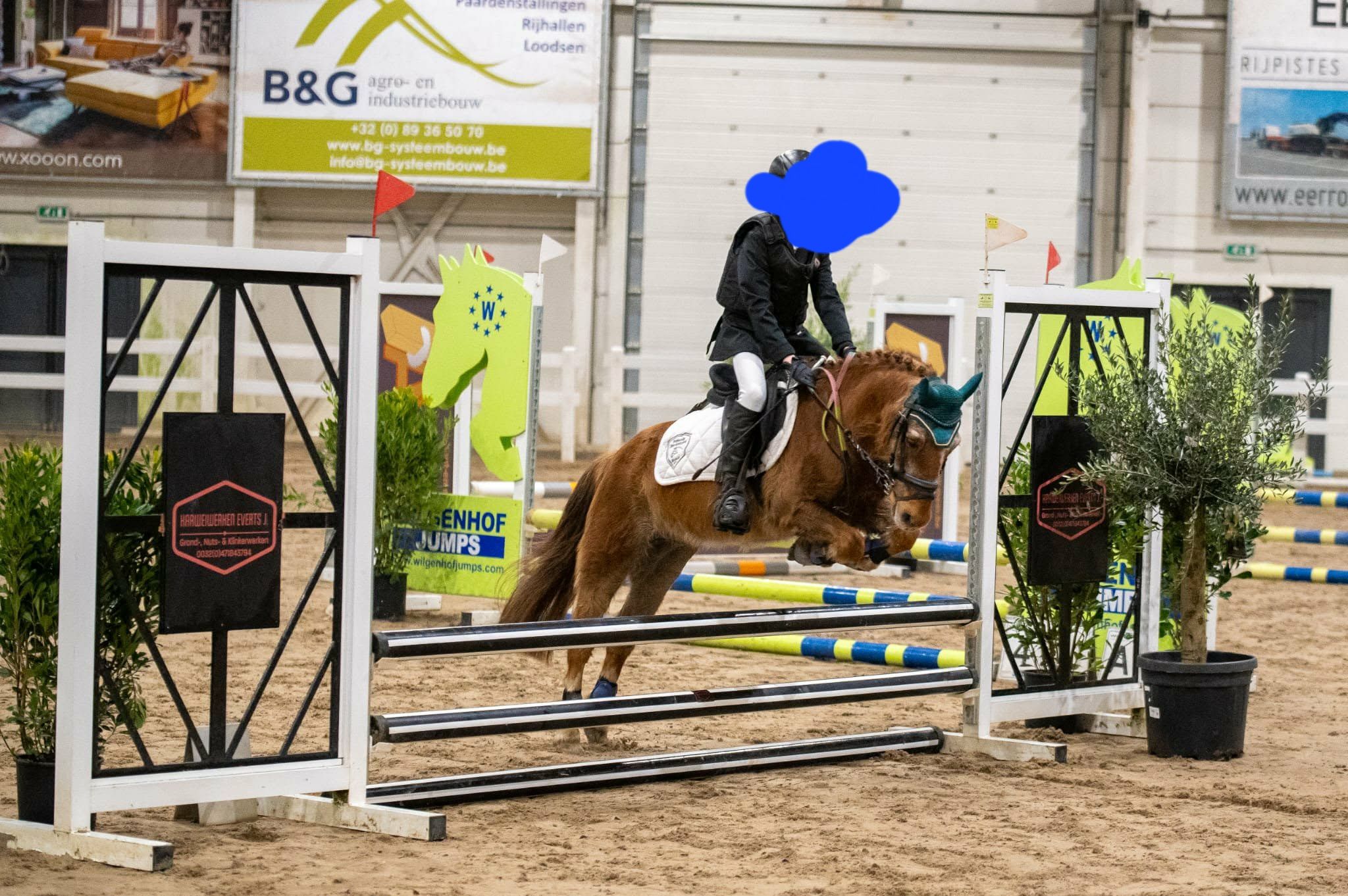 Fantastic all-round A pony