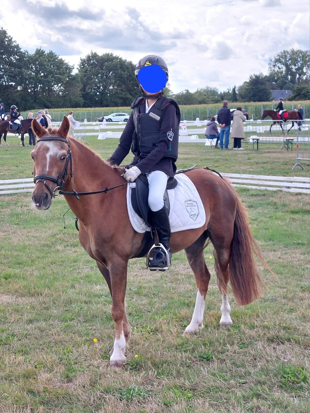 welsh allround-pony ruin 20 years old andere-kleur for sale - Photo 2