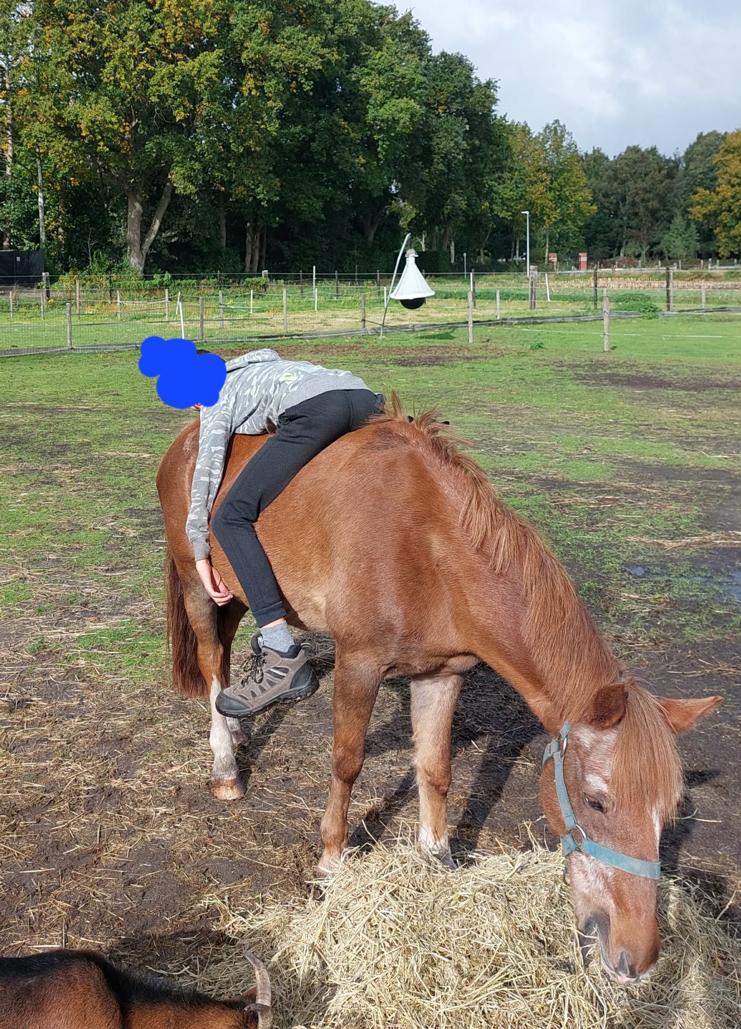 welsh allround-pony ruin 20 years old andere-kleur for sale - Photo 4