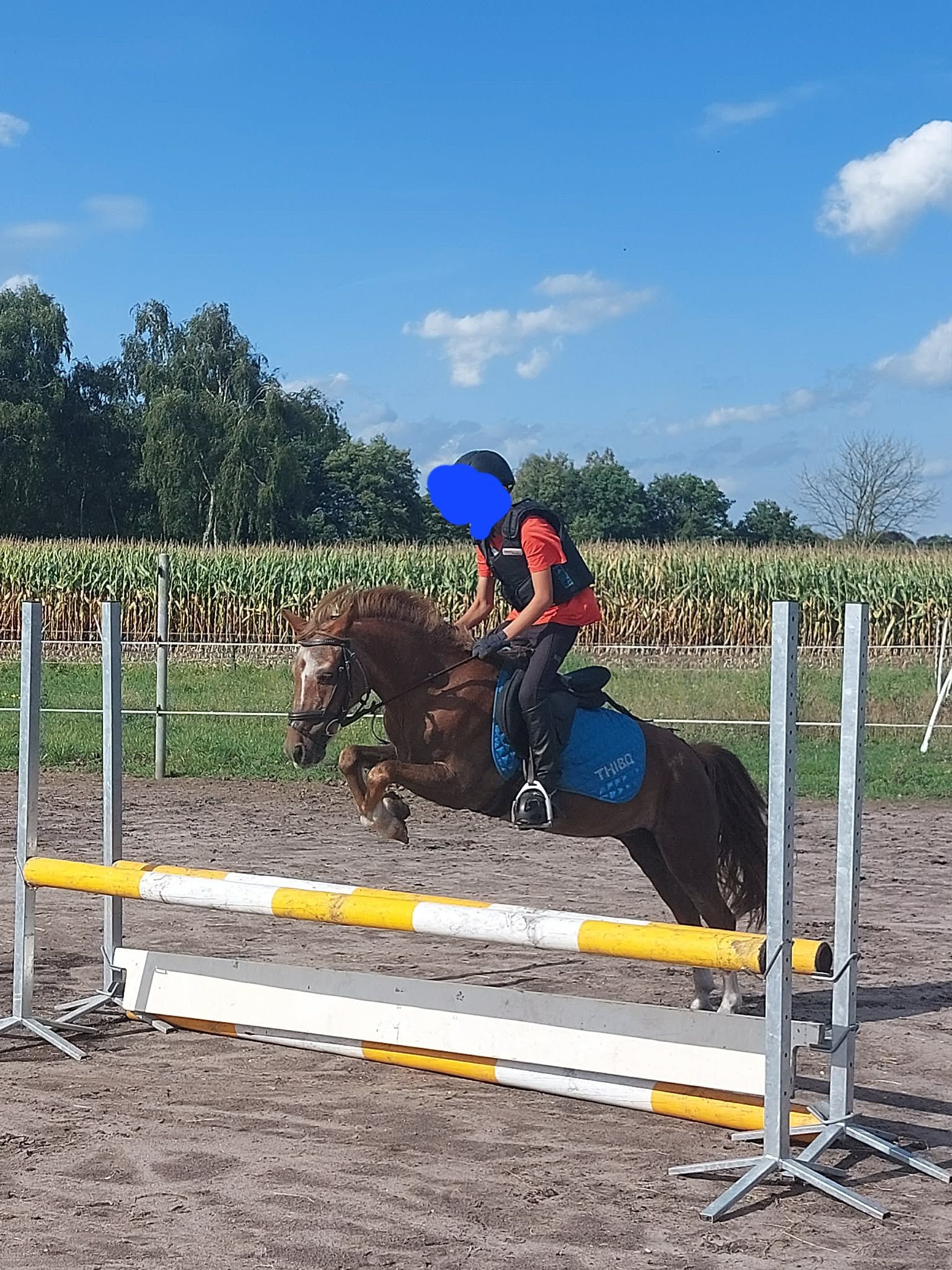 welsh allround-pony ruin 20 years old andere-kleur for sale - Photo 5