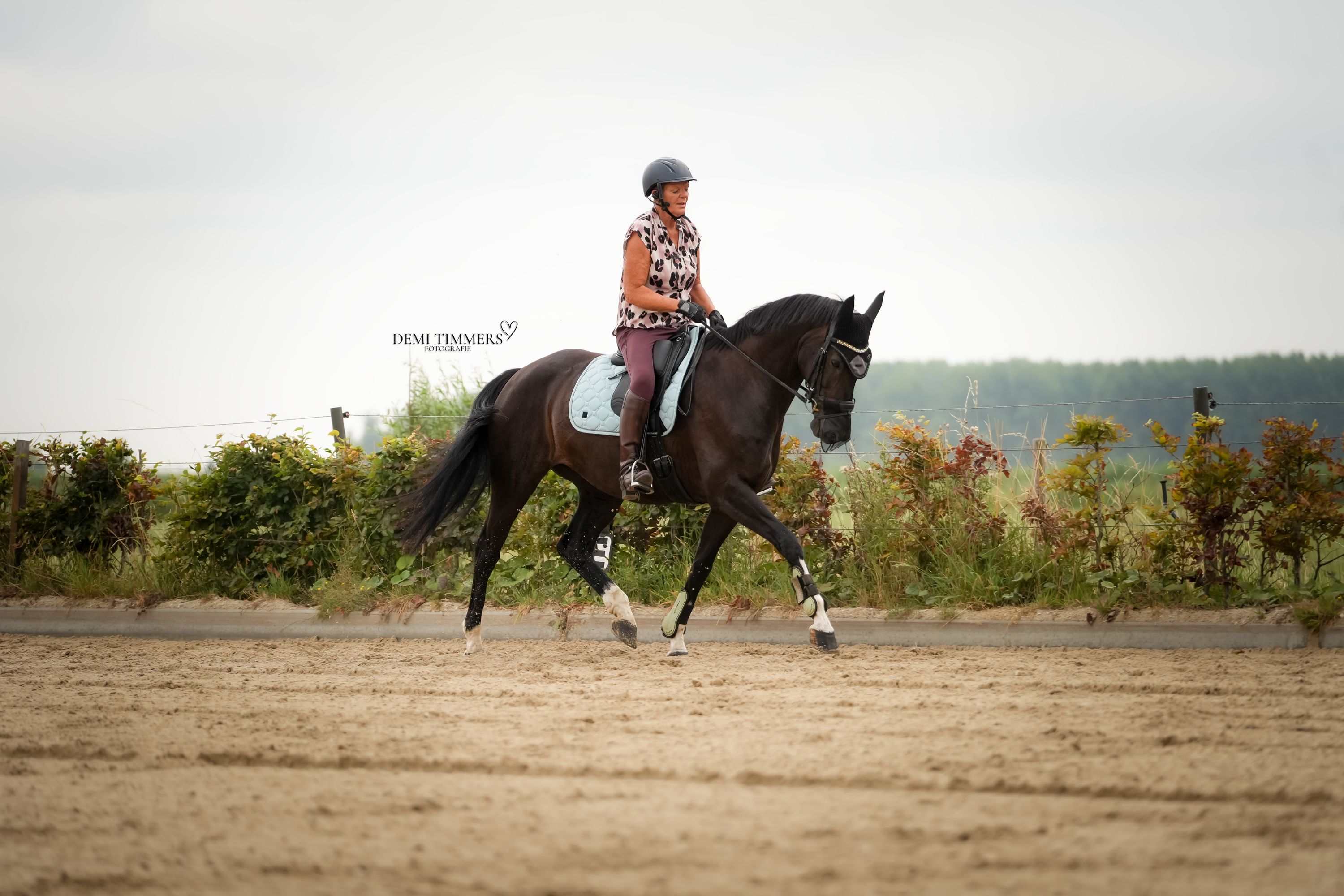kwpn dressuurpaard merrie 11 years old zwart for sale - Photo 2
