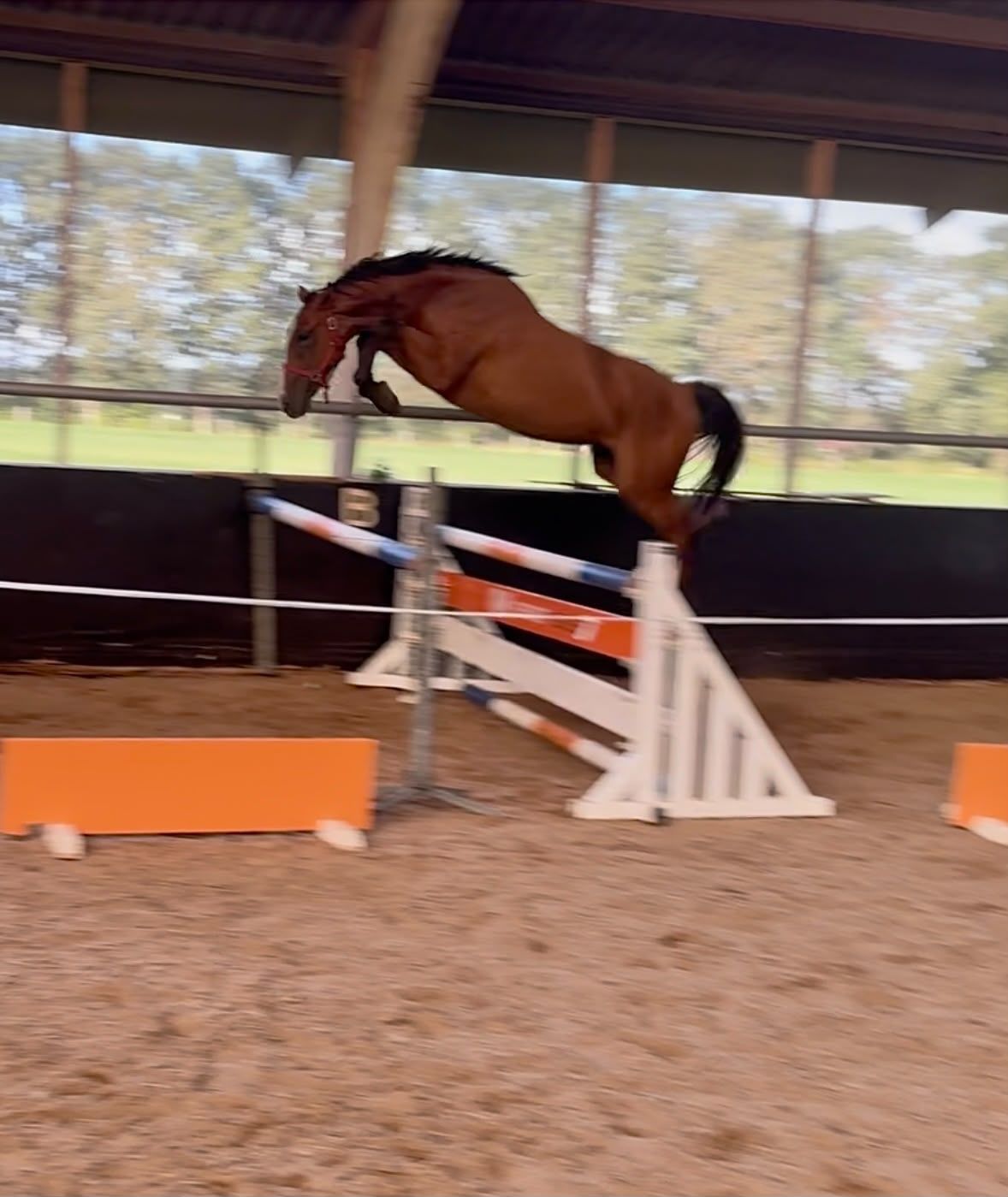 🌟 For sale: promising mare – Carrera VDL x Starpower 🌟