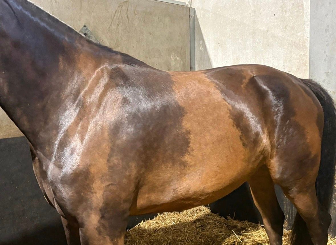 kwpn dressuurpaard merrie 3 years old andere-kleur for sale - Photo 3