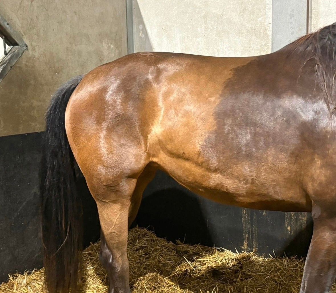 kwpn dressuurpaard merrie 3 years old andere-kleur for sale - Photo 4