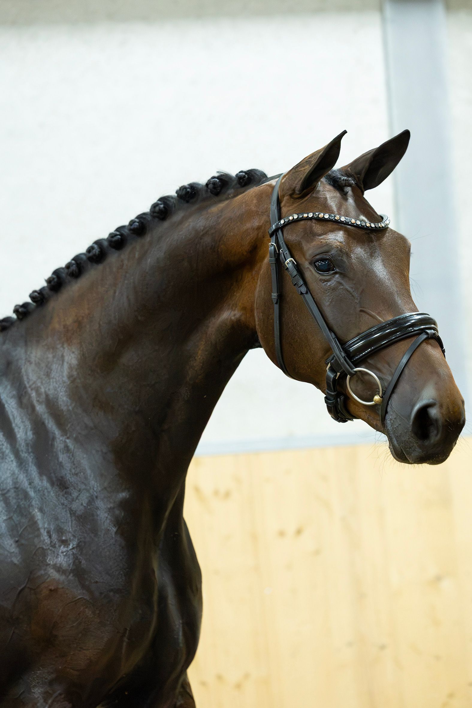 kwpn dressuurpaard merrie 3 years old andere-kleur for sale - Photo 2