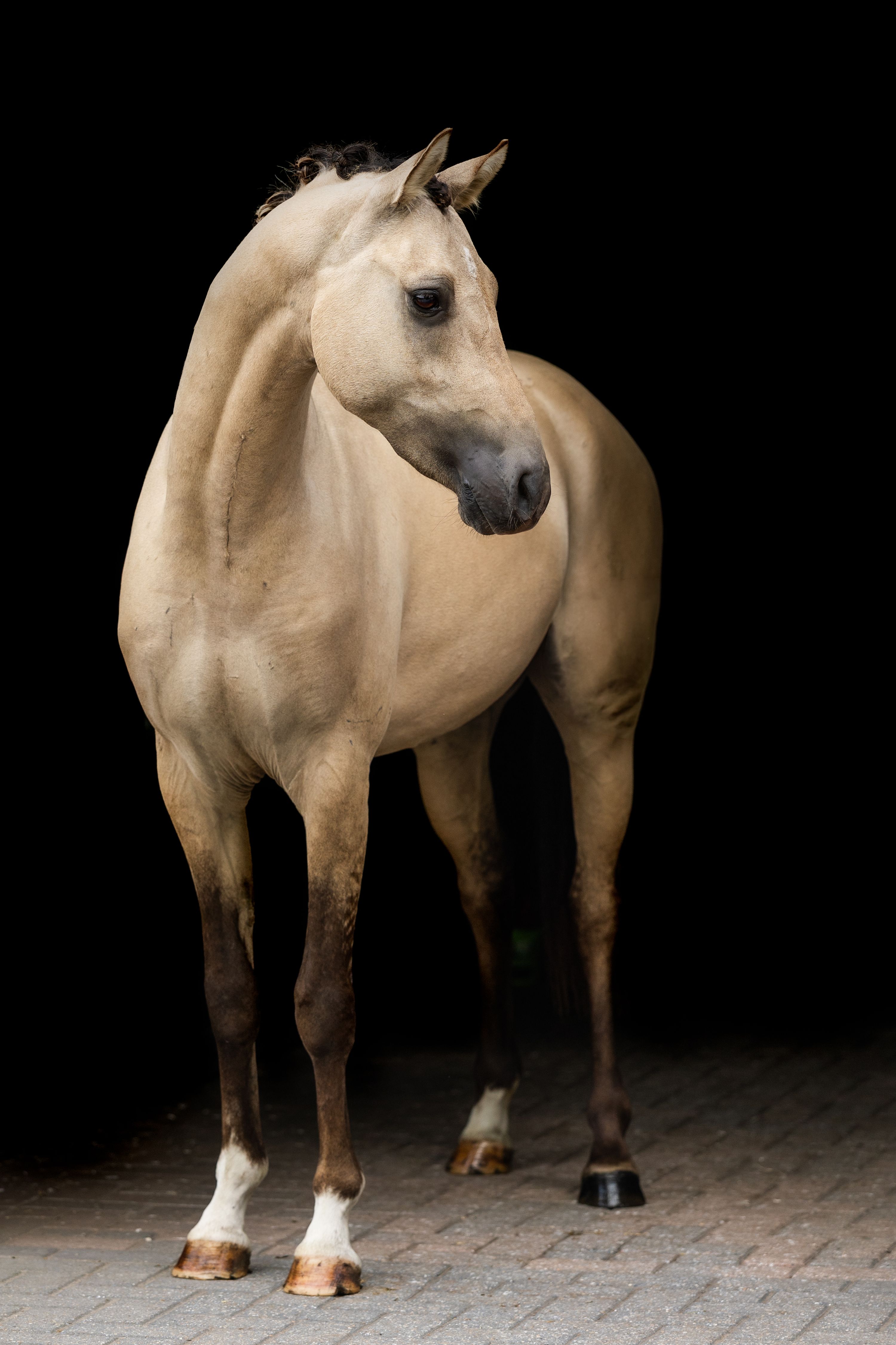 dressuurpony hengst 2 ani andere-kleur de vânzare - Foto 2