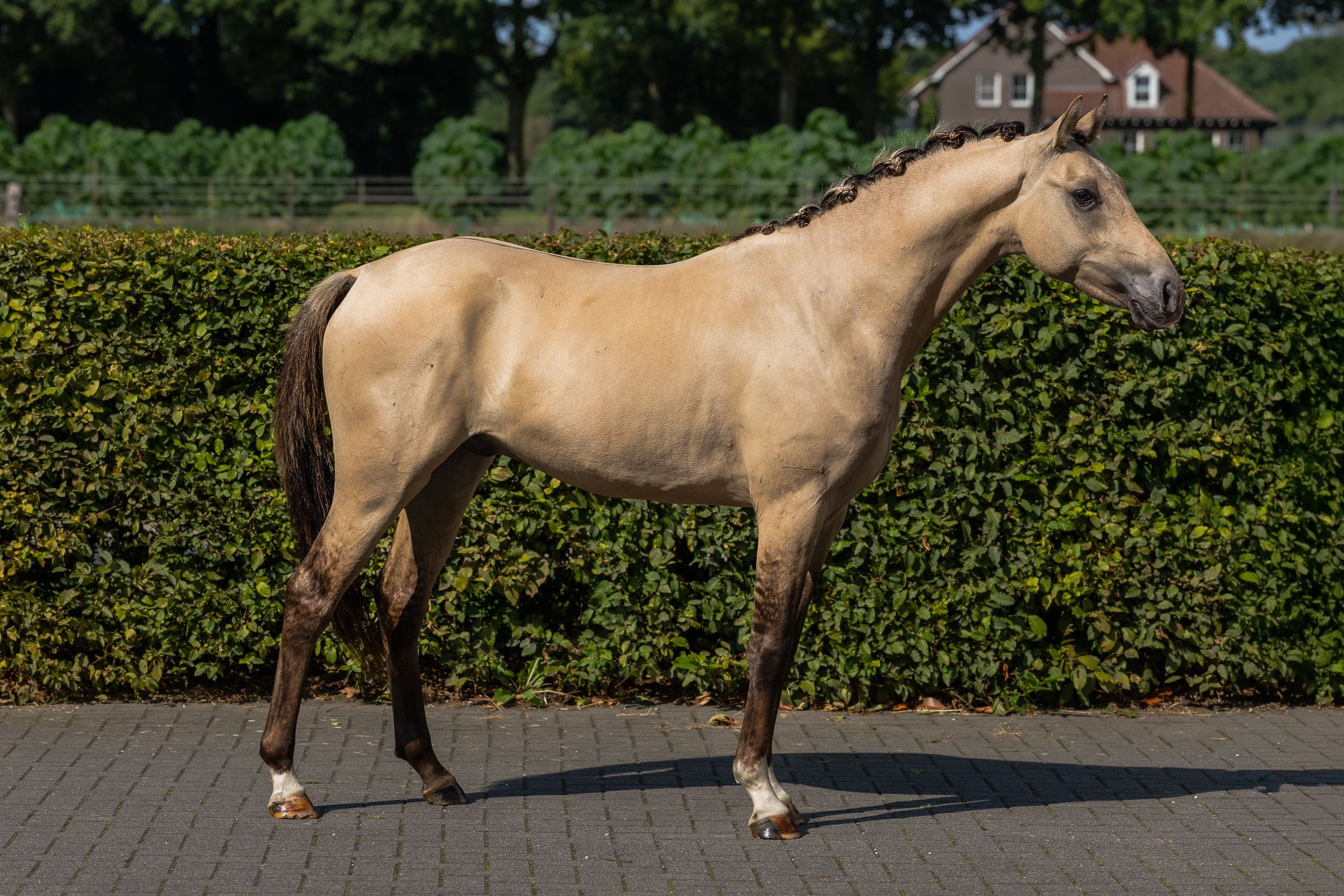 dressuurpony hengst 2 ani andere-kleur de vânzare - Foto 3