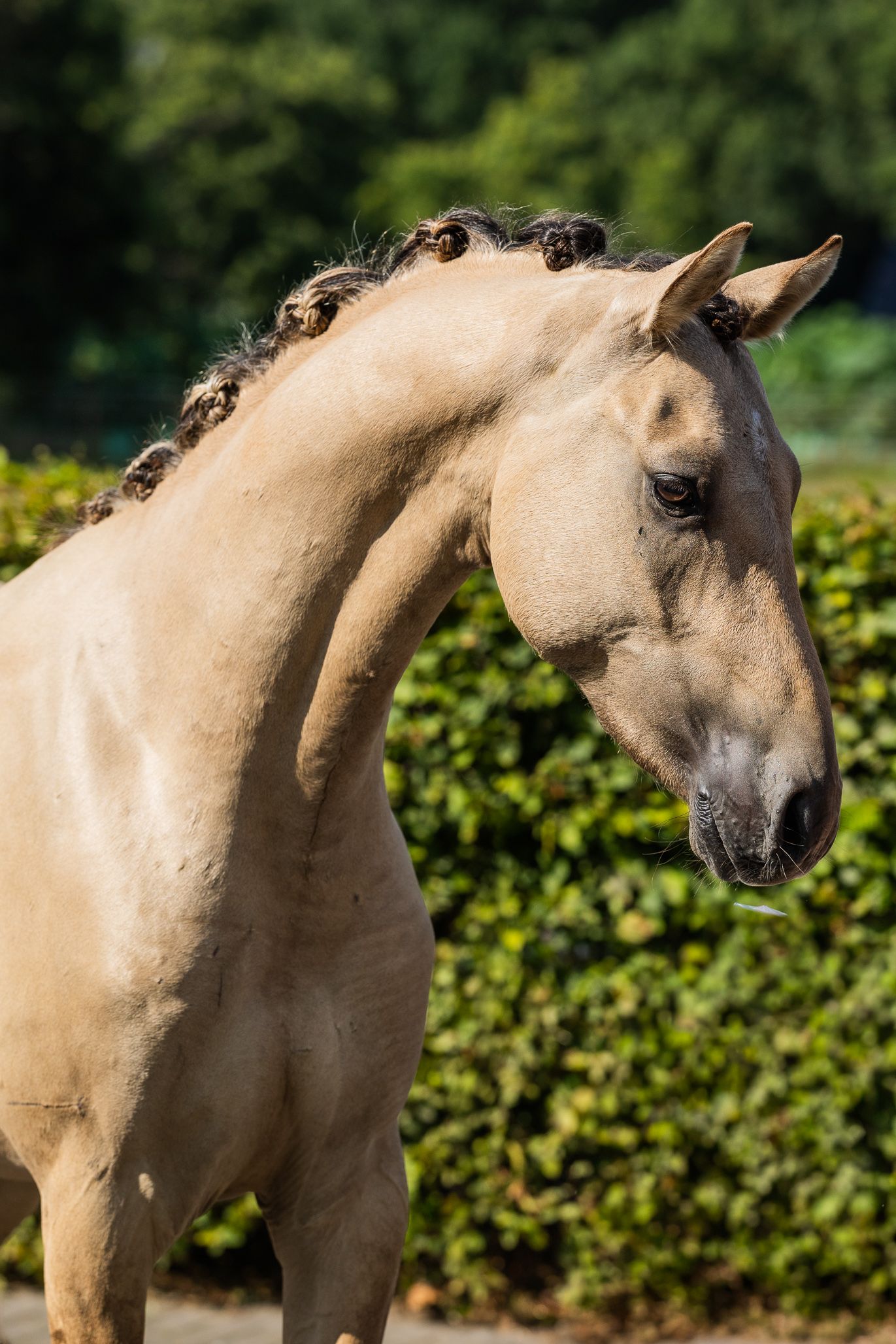 dressuurpony hengst 2 ani andere-kleur de vânzare - Foto 4