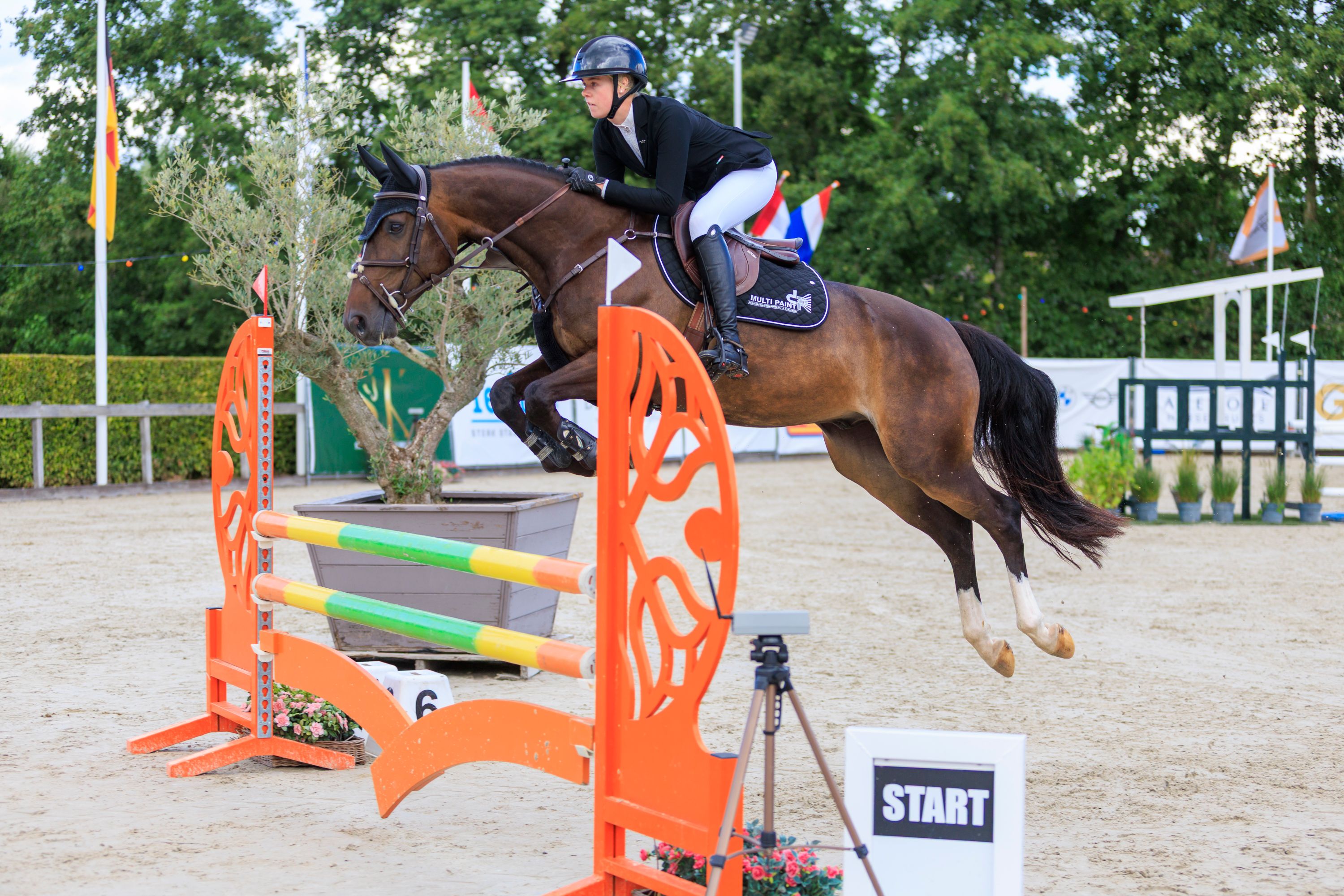 Talented 1.20m placed 7-year-old gelding for the sport!
