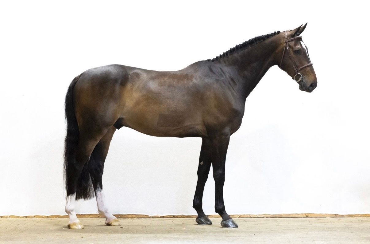 kwpn springpaard ruin 7 years old donkerbruin for sale - Photo 3