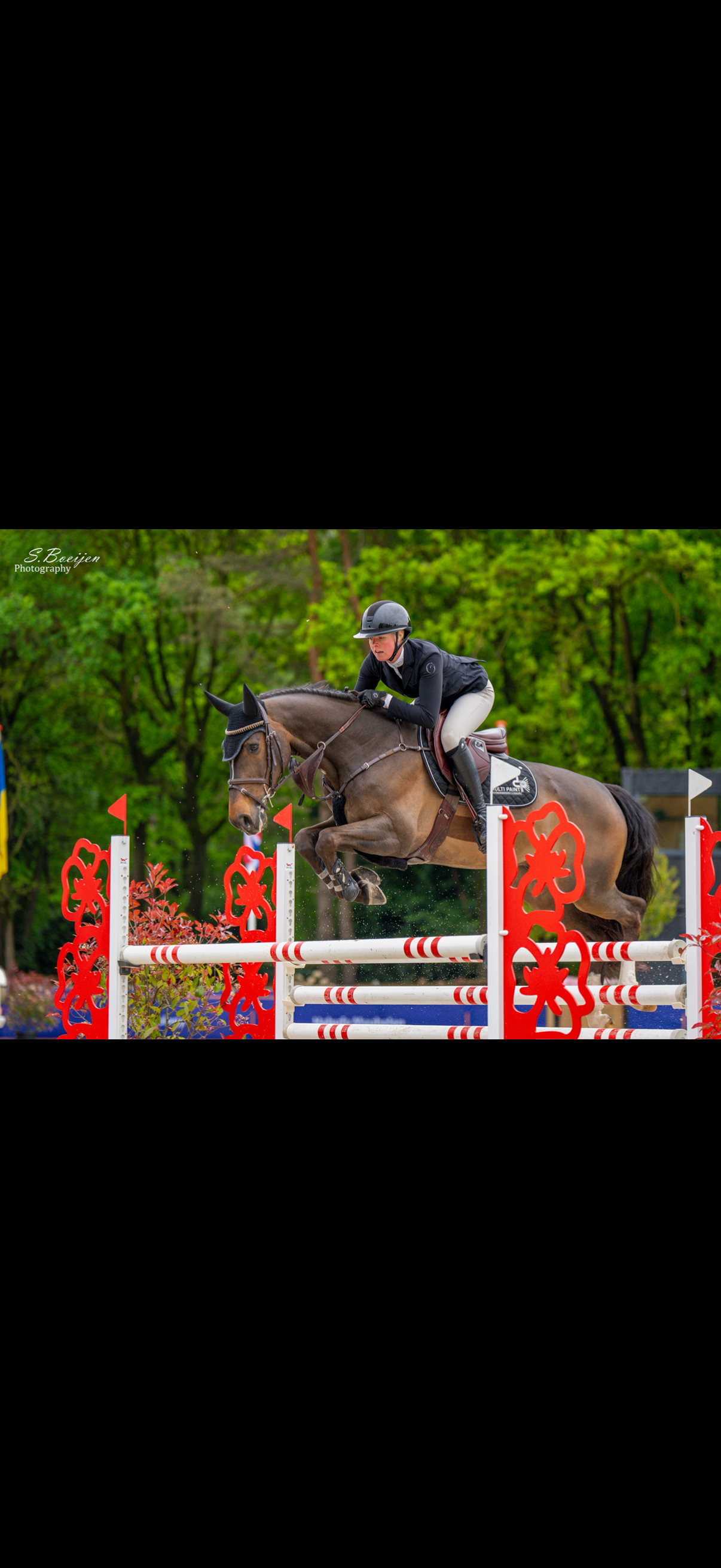 kwpn springpaard ruin 7 years old donkerbruin for sale - Photo 2