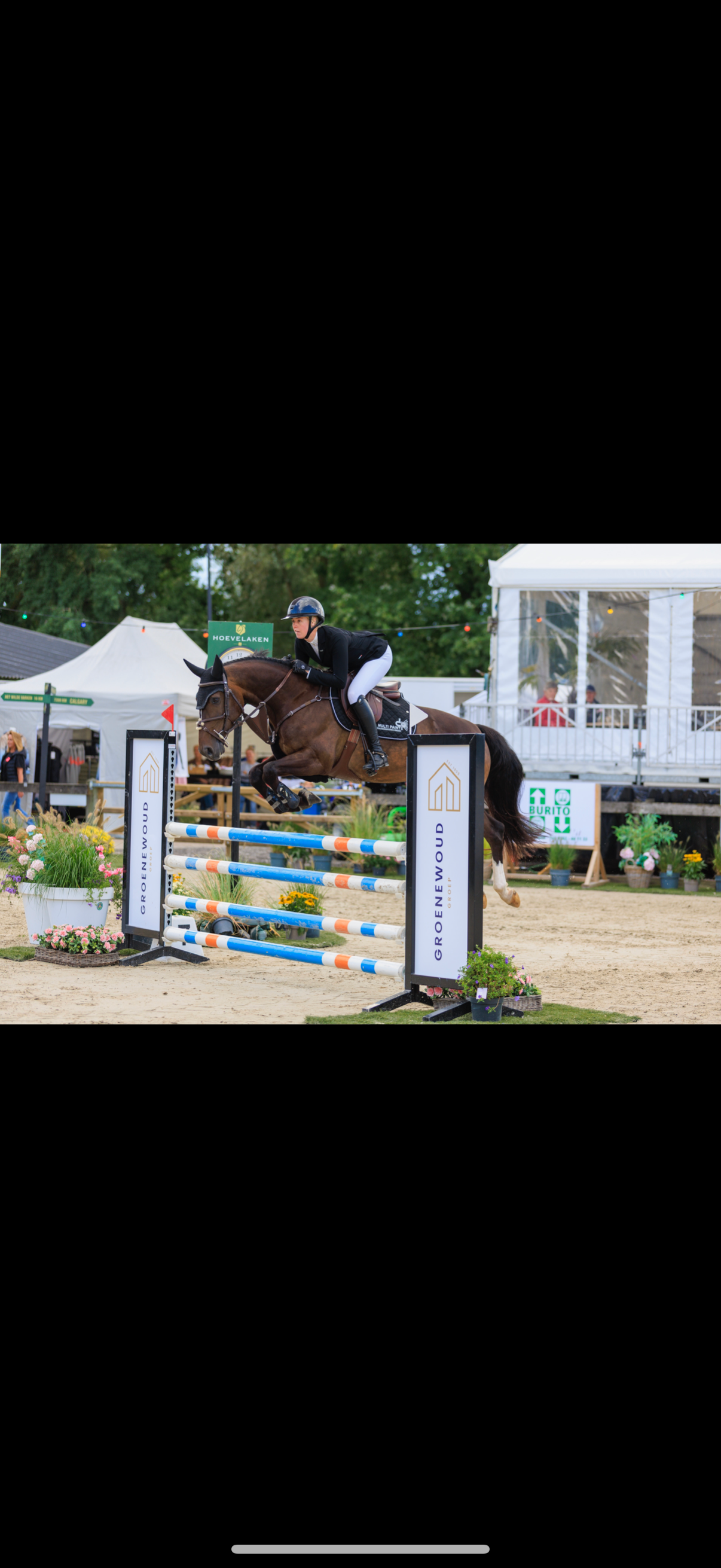 kwpn springpaard ruin 7 years old donkerbruin for sale - Photo 4