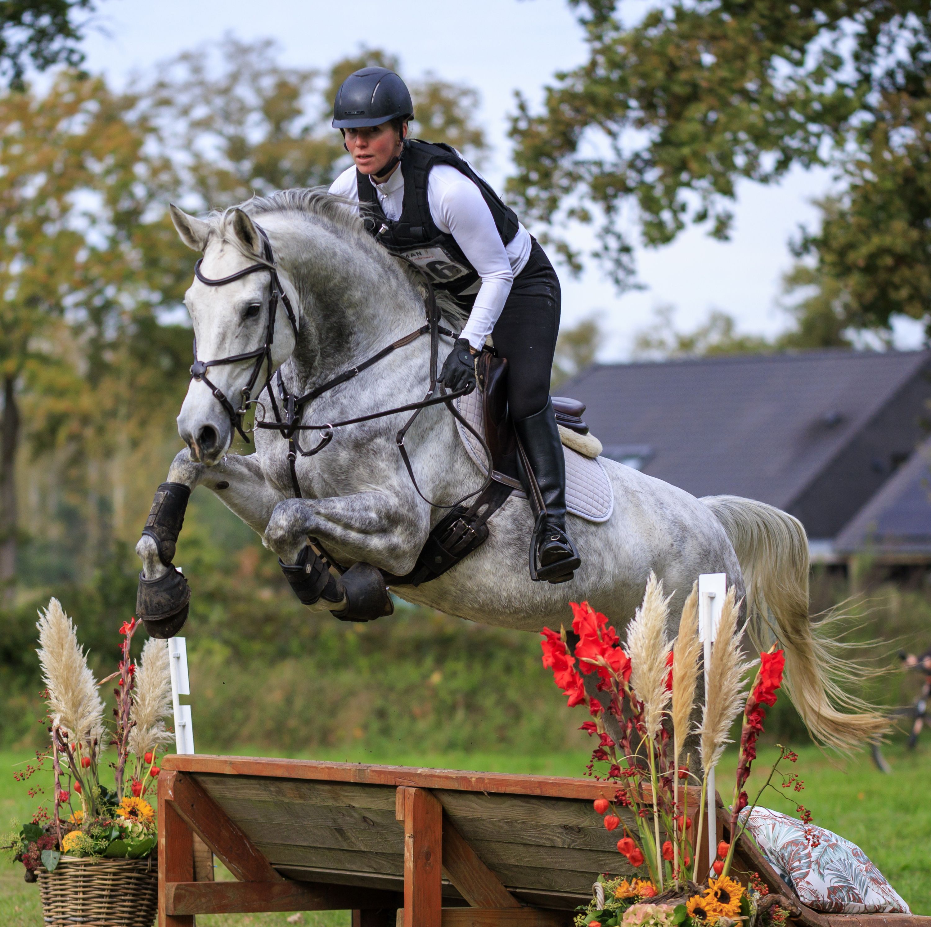 Super lieve allround merrie, slim en sympathiek sportpaard.