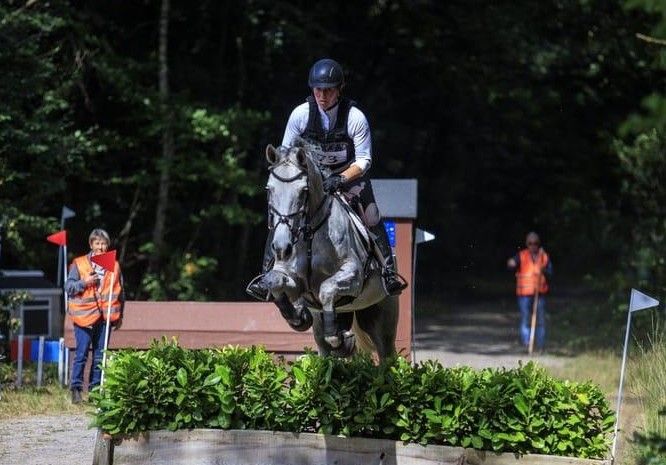 kwpn allrounder merrie 7 years old schimmel for sale - Photo 2