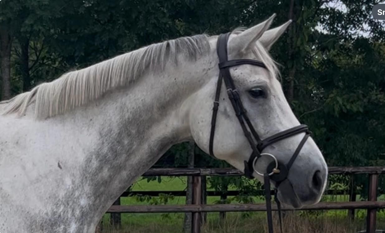 kwpn allrounder merrie 7 years old schimmel for sale - Photo 3