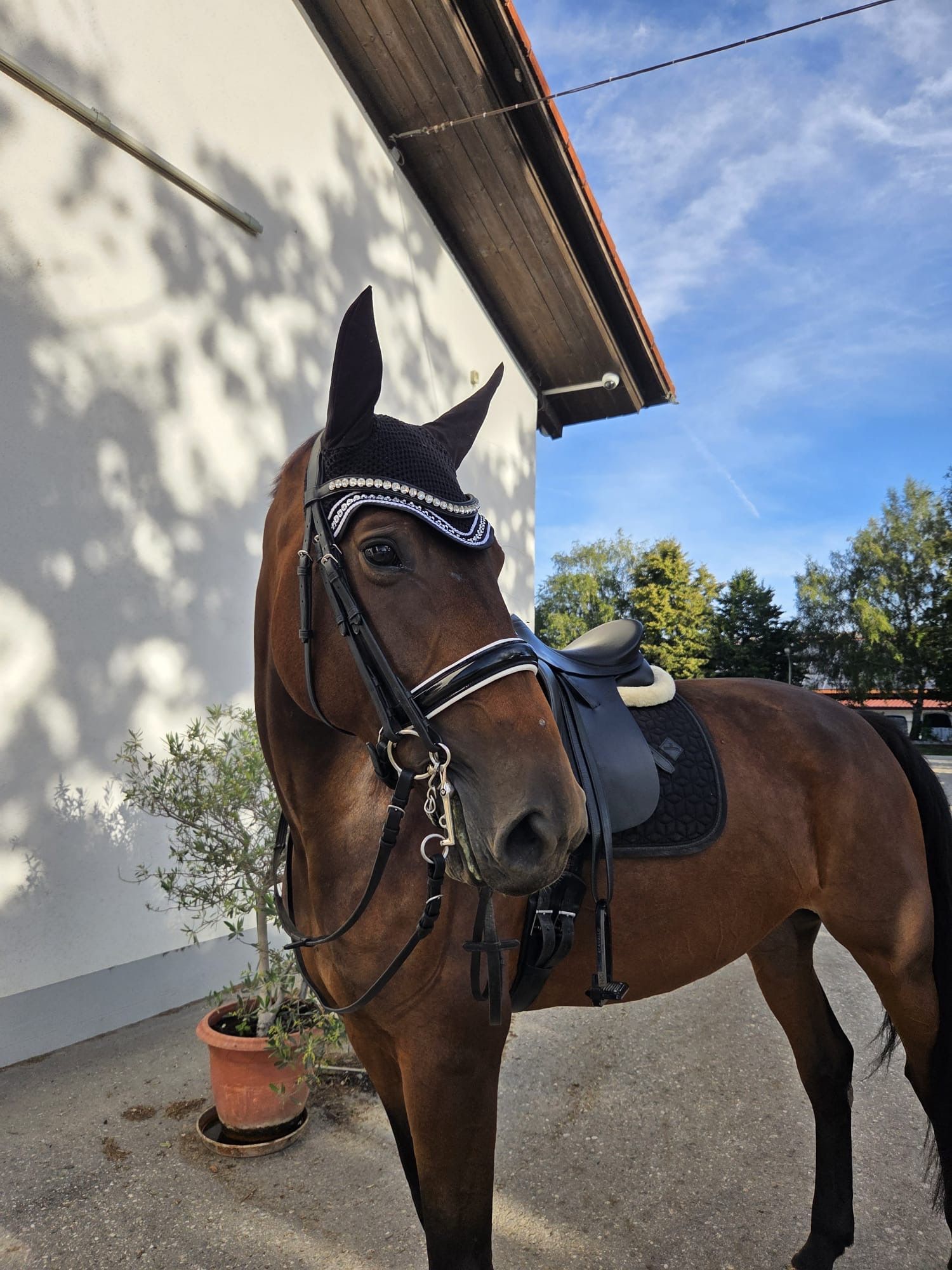 westfalen dressuurpaard merrie 7 år donkerbruin till salu - Foto 2
