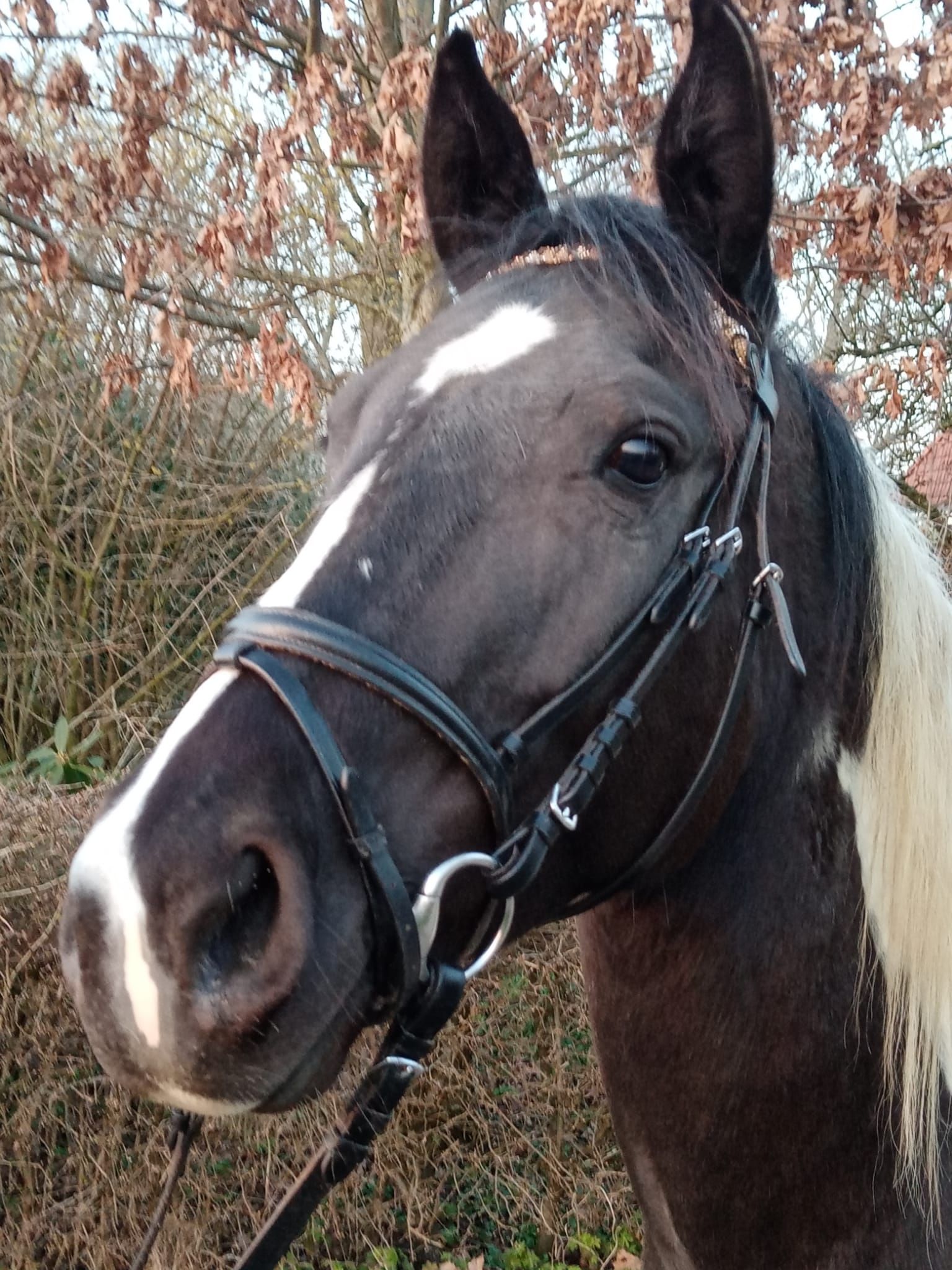 American Painted Horse