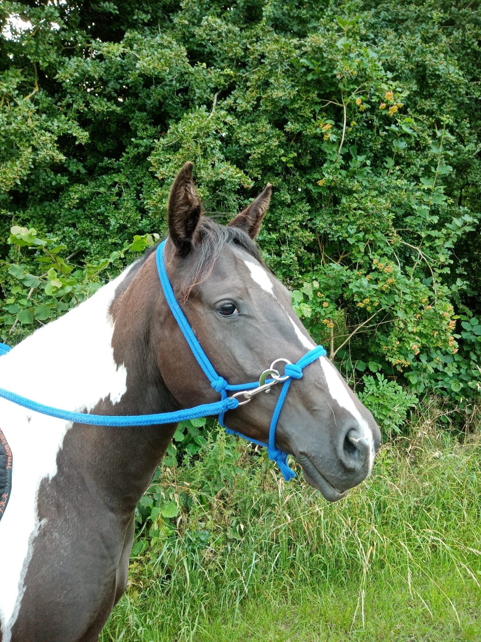 ander dressuurpony merrie 4 years old andere-kleur for sale - Photo 2
