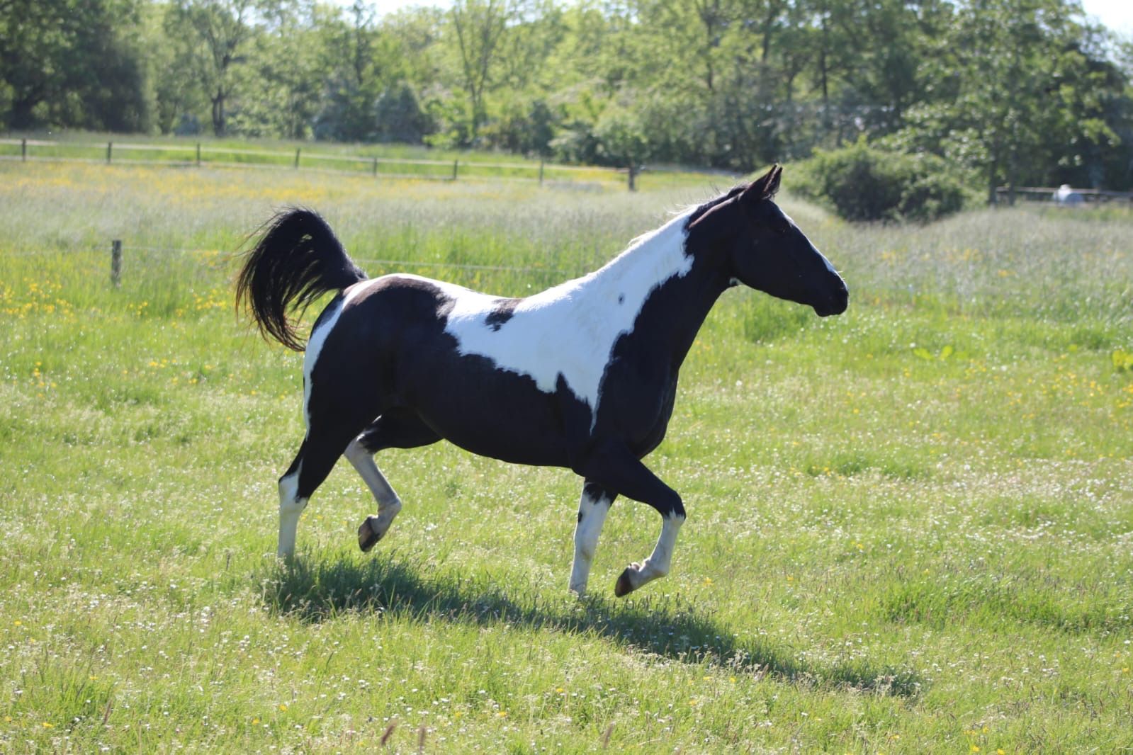 ander dressuurpony merrie 4 years old andere-kleur for sale - Photo 3