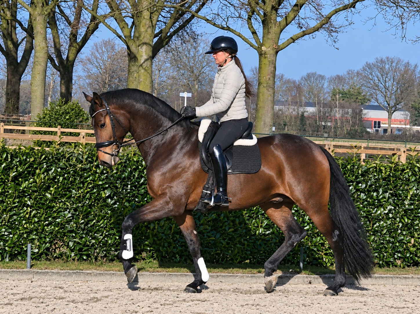 kwpn dressuurpaard ruin 7 jaar donkerbruin te koop - Foto 4