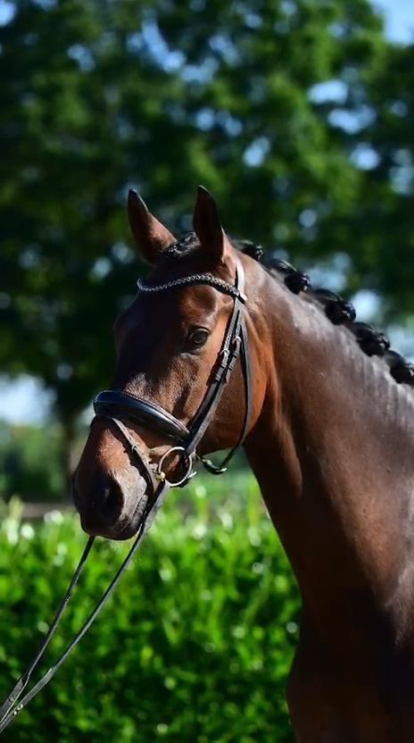 kwpn dressuurpaard ruin 7 jaar donkerbruin te koop - Foto 3