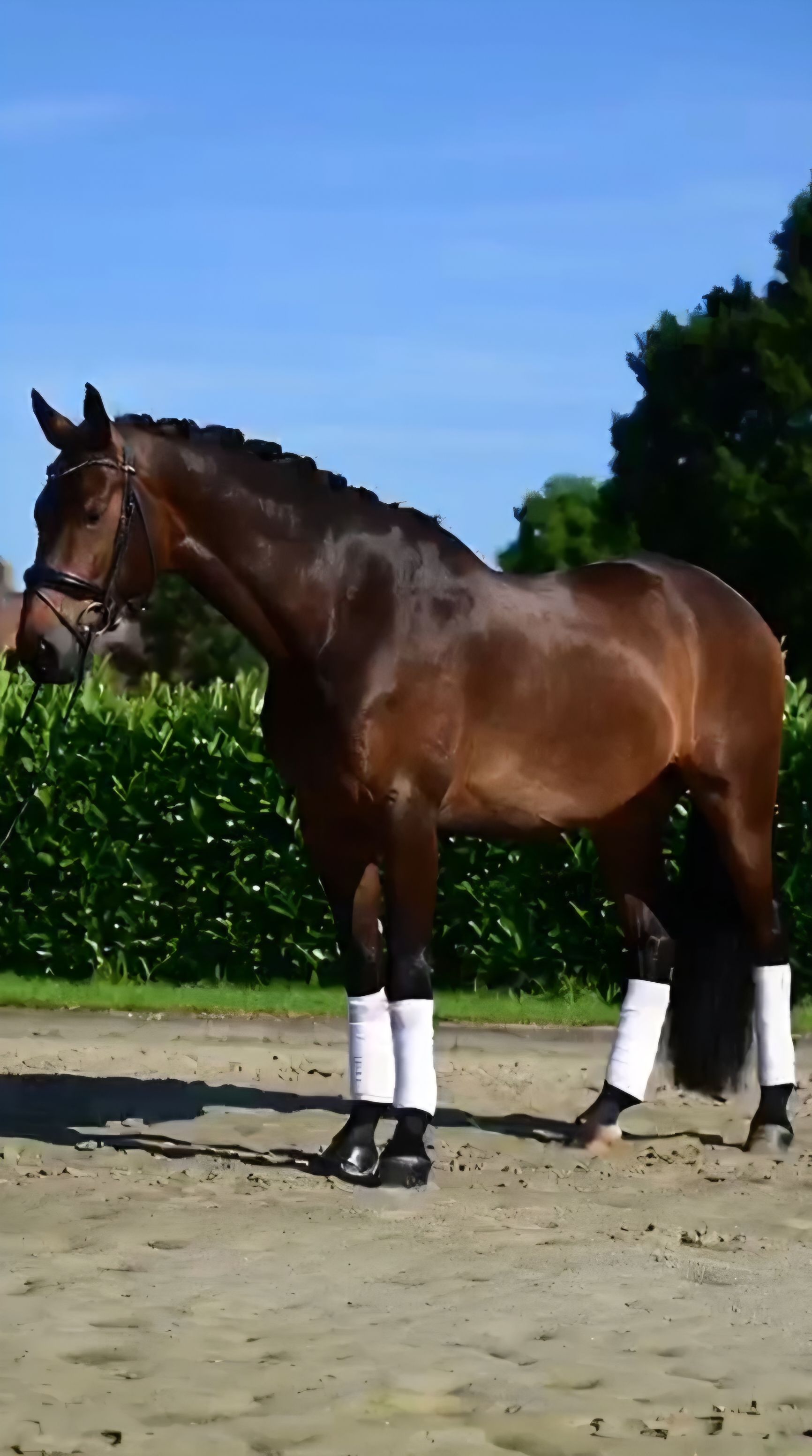 kwpn dressuurpaard ruin 7 jaar donkerbruin te koop - Foto 2