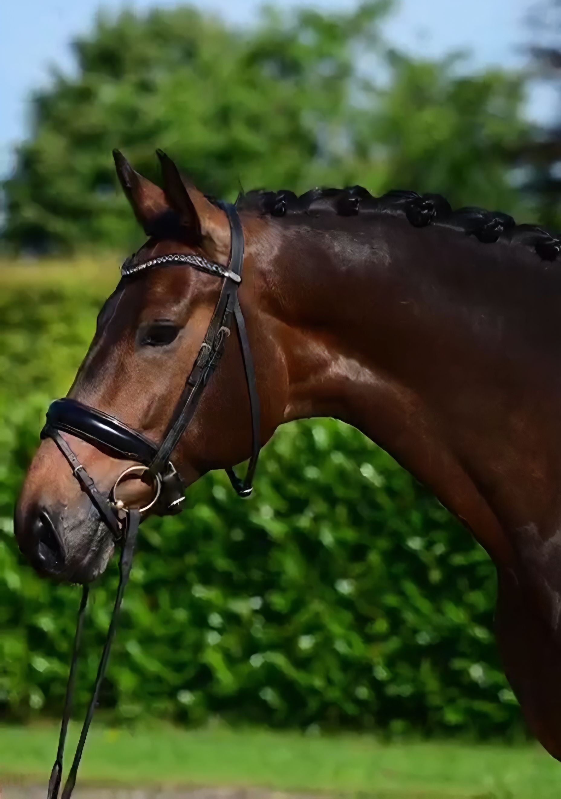 Waanzinnig knappe & lieve 7 jarige ruin