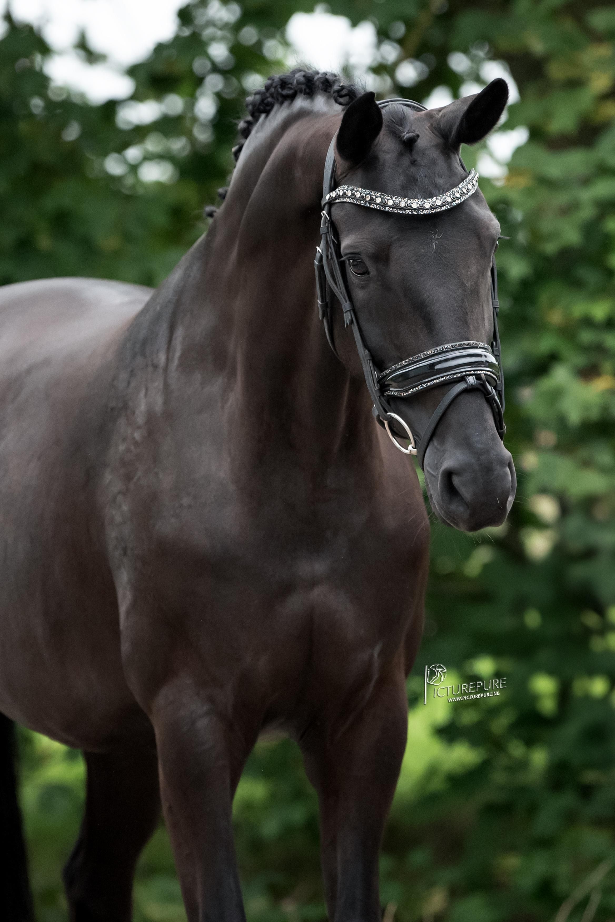 kwpn dressuurpaard merrie 9 años andere-kleur en venta - Foto 5