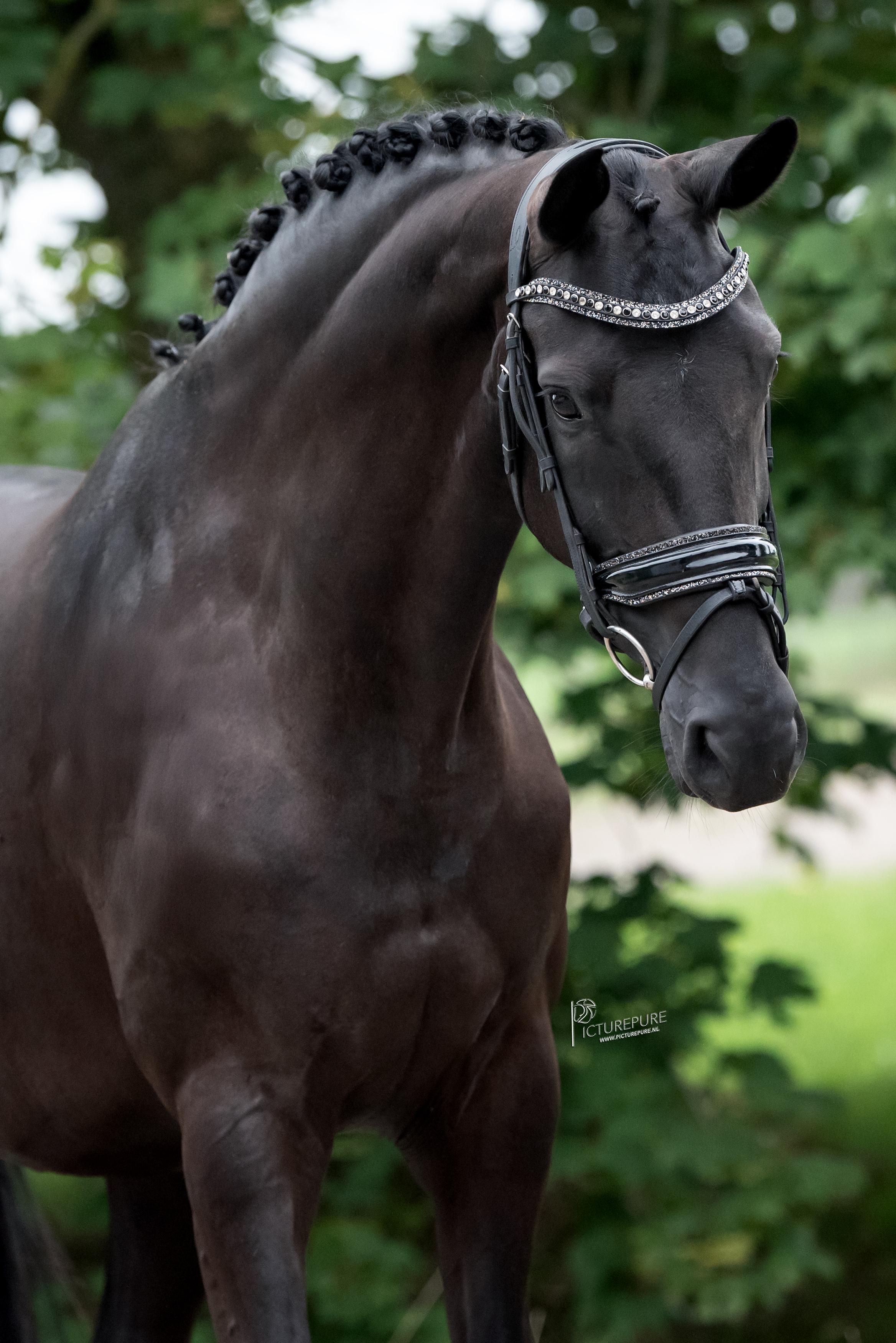 kwpn dressuurpaard merrie 9 años andere-kleur en venta - Foto 3