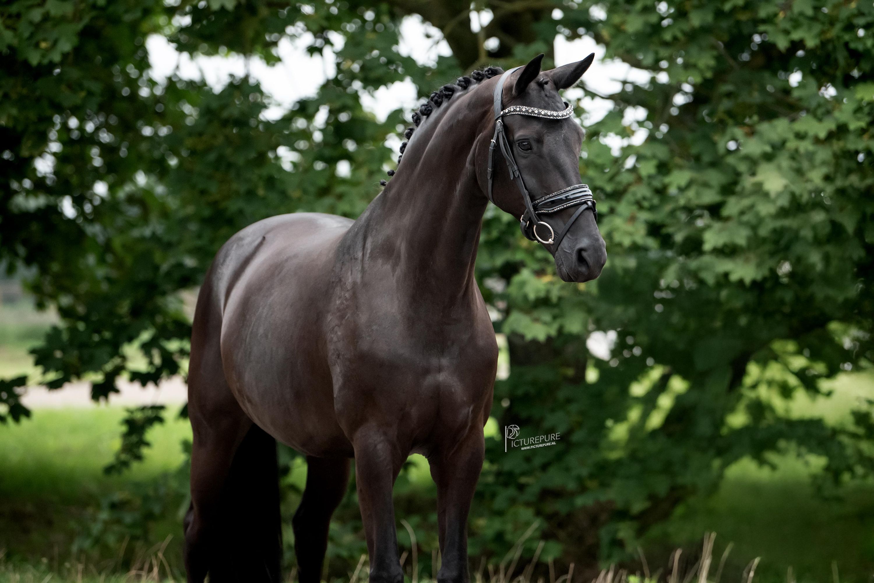 kwpn dressuurpaard merrie 9 años andere-kleur en venta - Foto 4