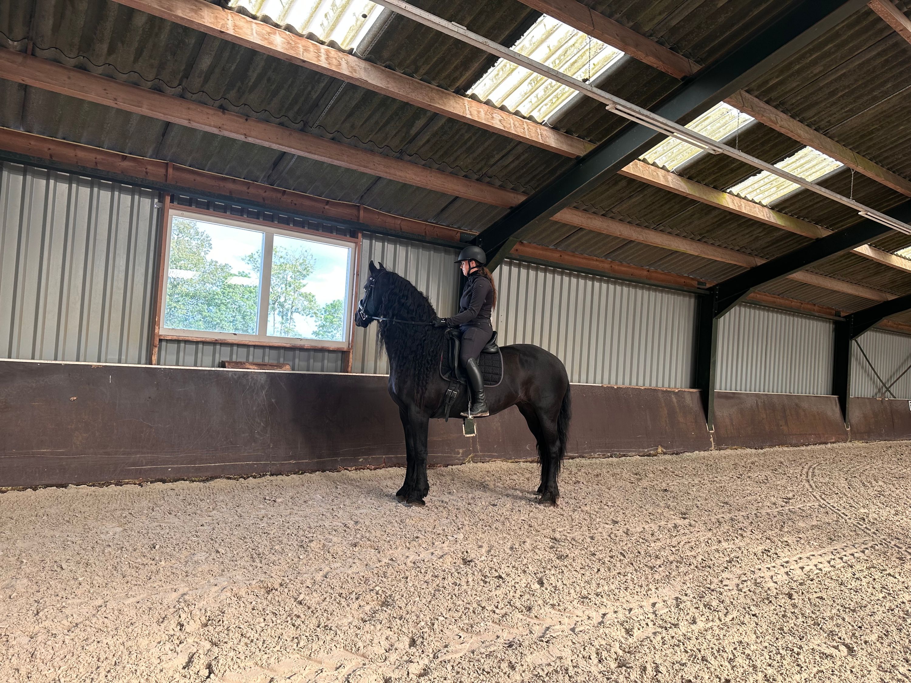 dressuurpaard merrie 13 jaar zwart te koop - Foto 2