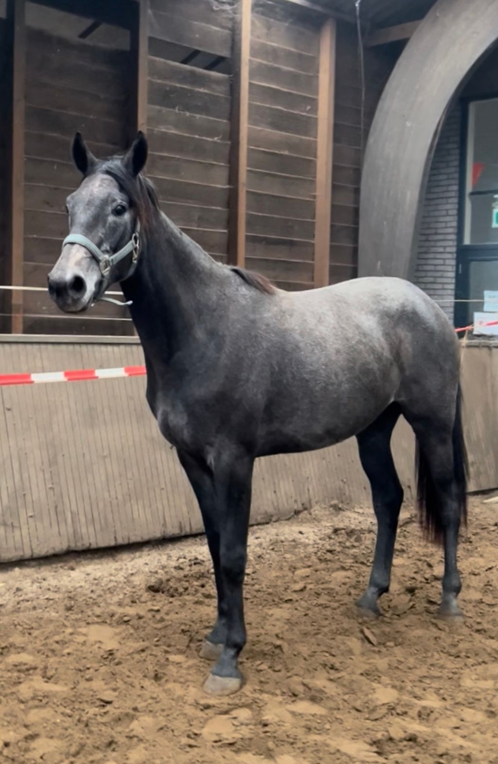 zangersheide springpaard merrie 3 years old schimmel for sale - Photo 4