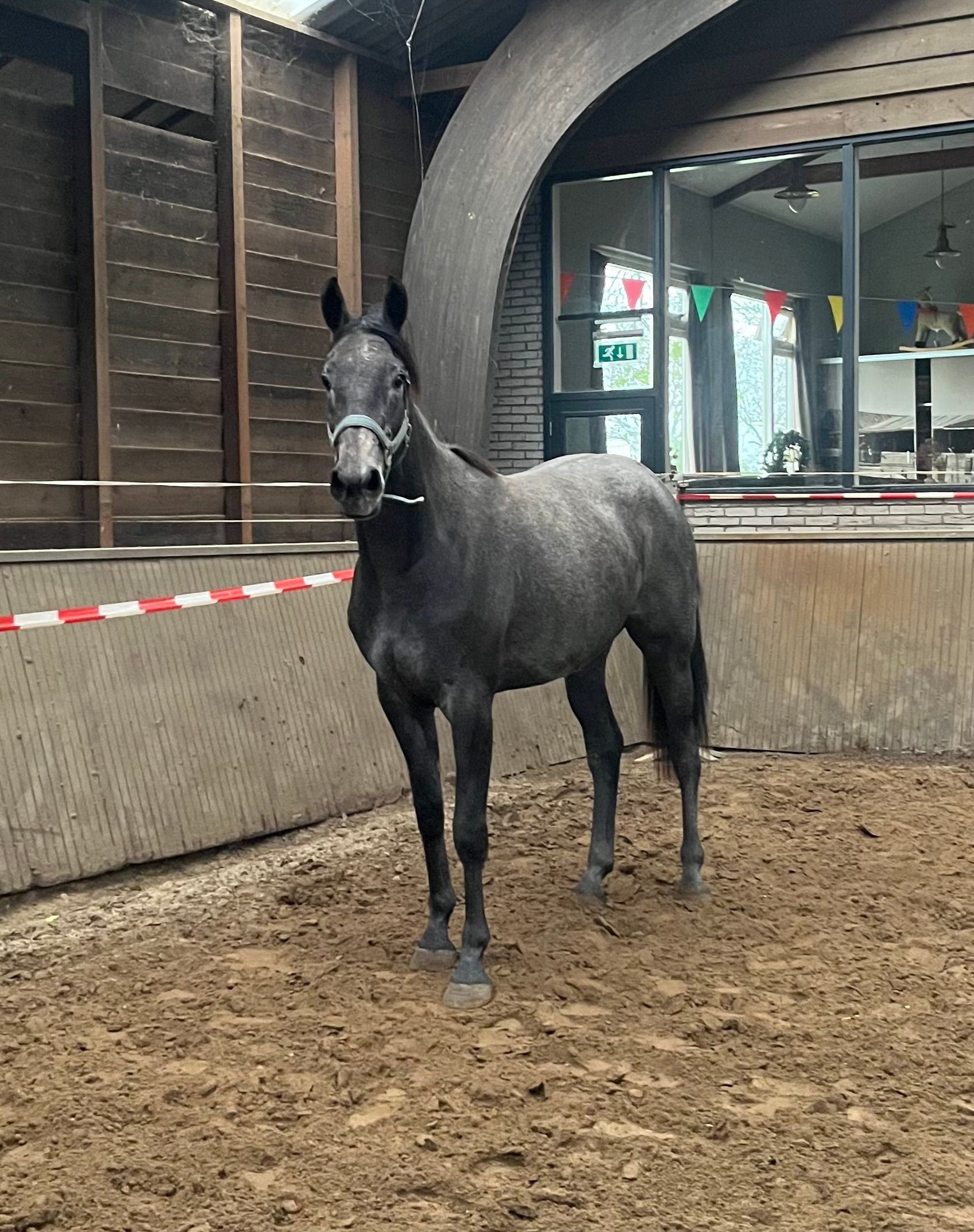 zangersheide springpaard merrie 3 years old schimmel for sale - Photo 2