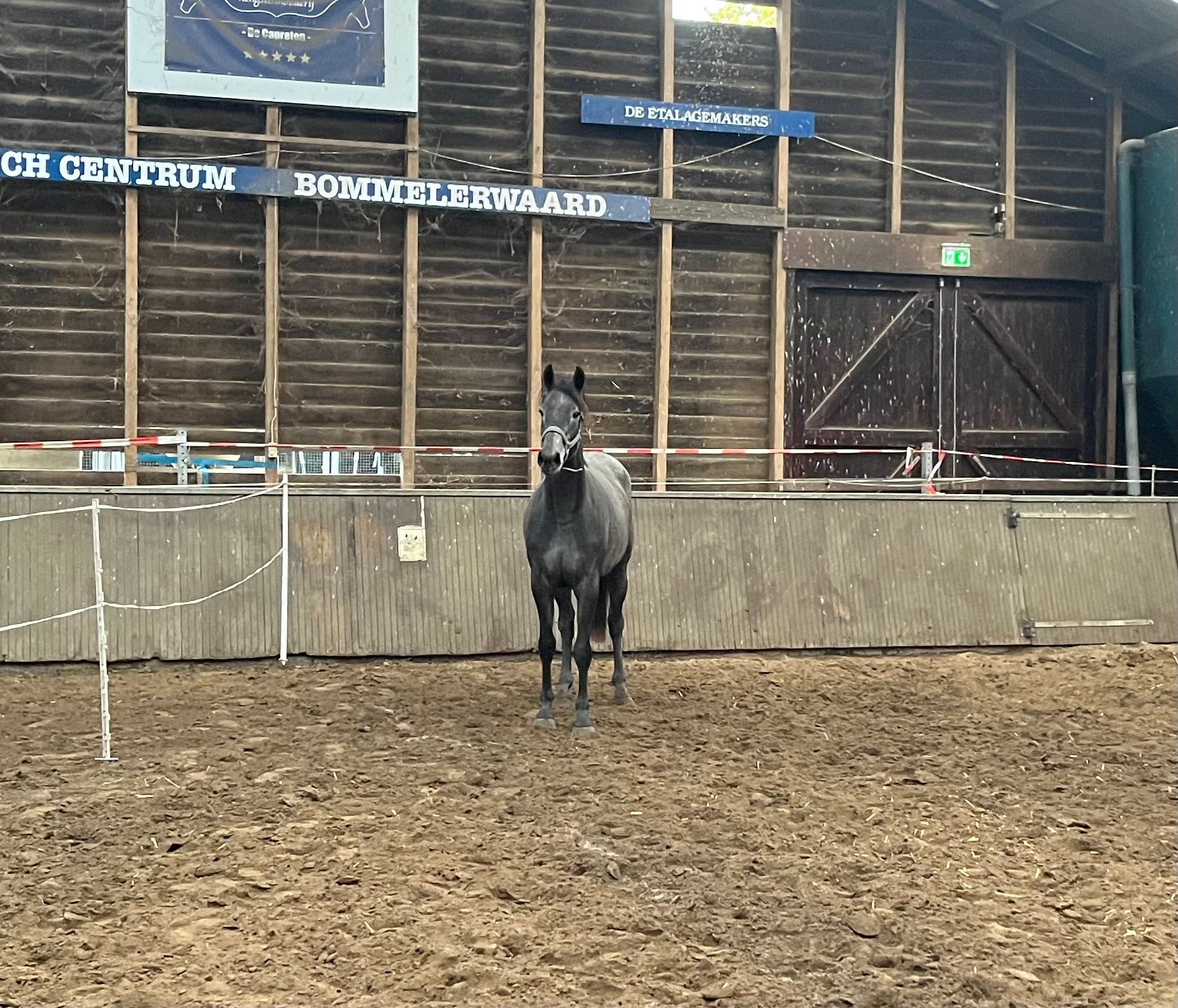 zangersheide springpaard merrie 3 years old schimmel for sale - Photo 3