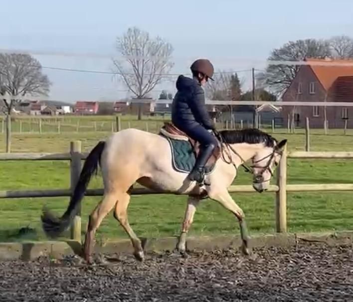 bwp springpony merrie 4 jaar andere-kleur te koop - Foto 2