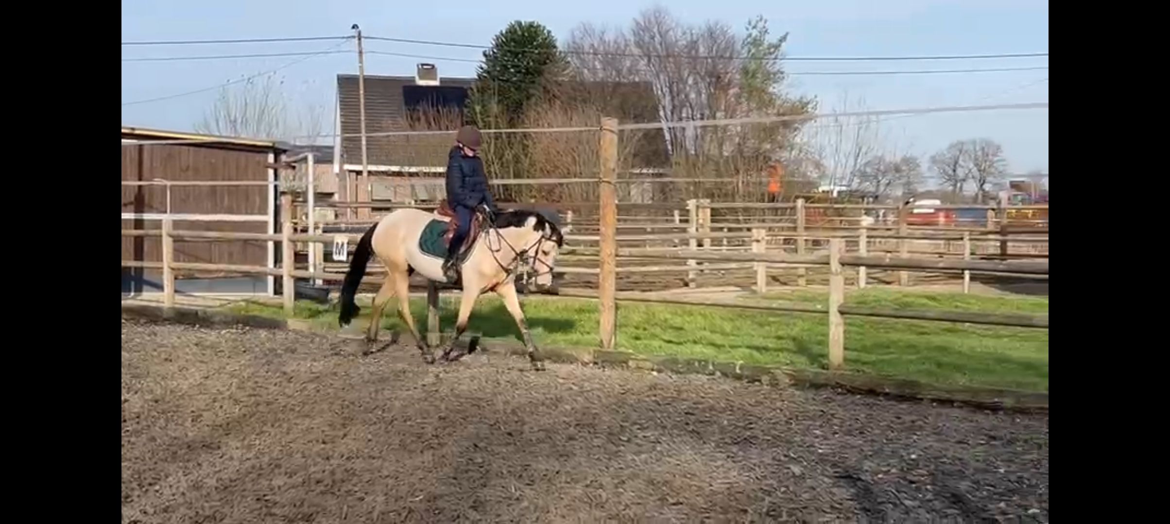 bwp springpony merrie 4 jaar andere-kleur te koop - Foto 4