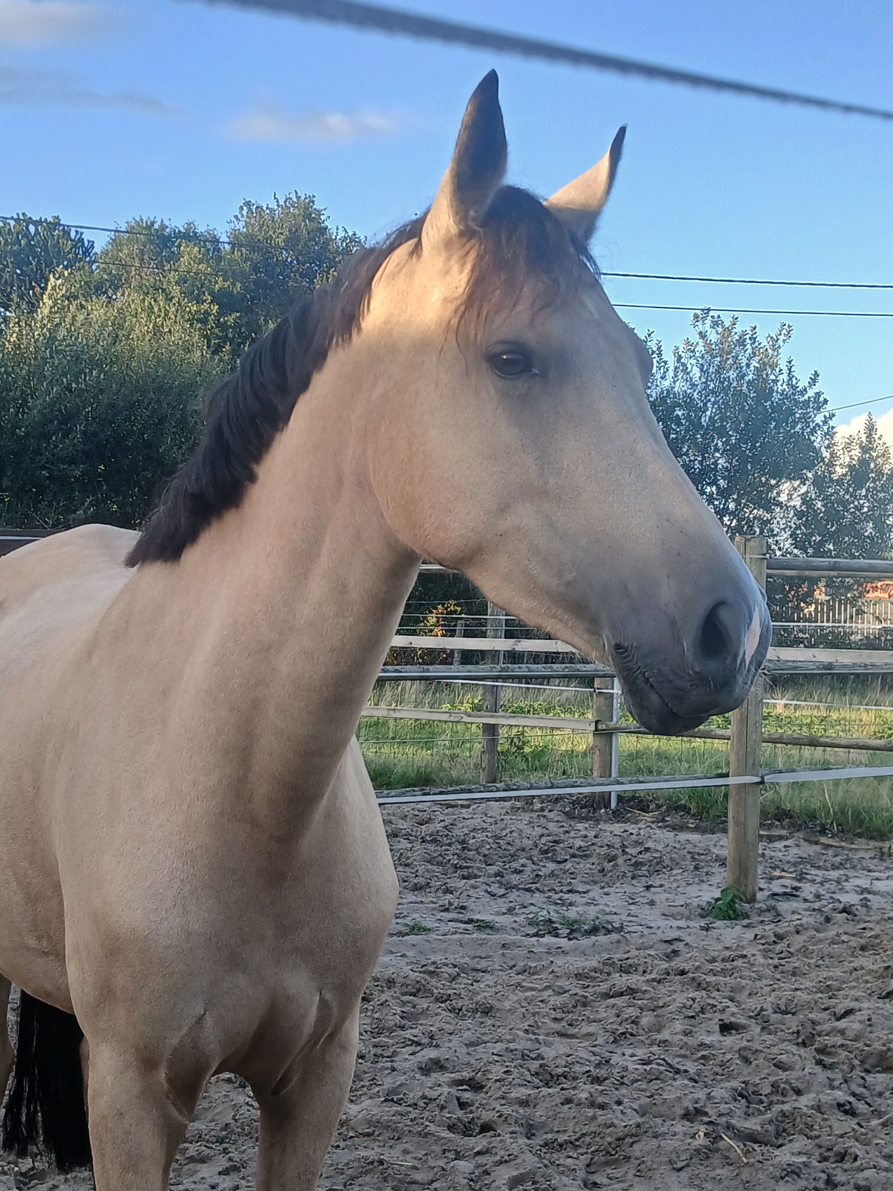 bwp springpony merrie 4 jaar andere-kleur te koop - Foto 3