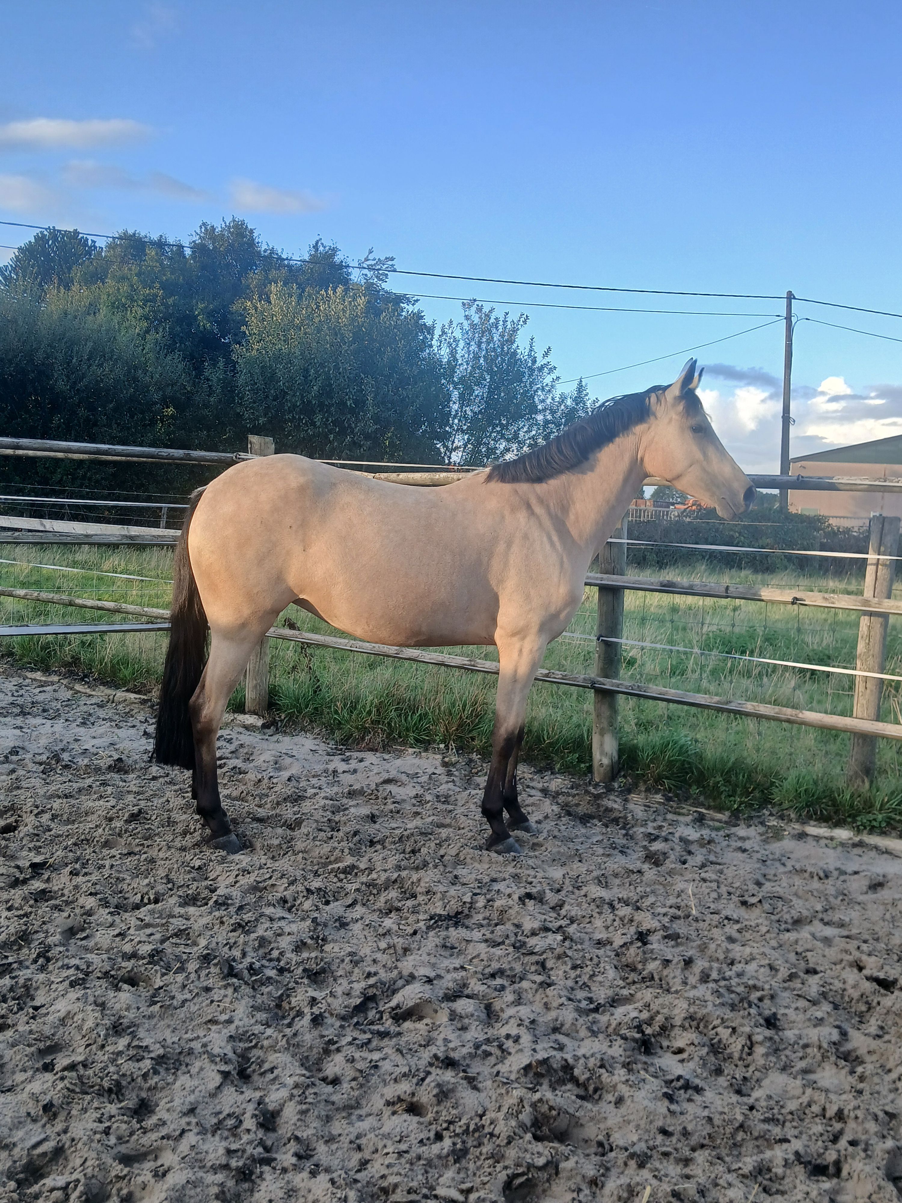 bwp springpony merrie 4 jaar andere-kleur te koop - Foto 6