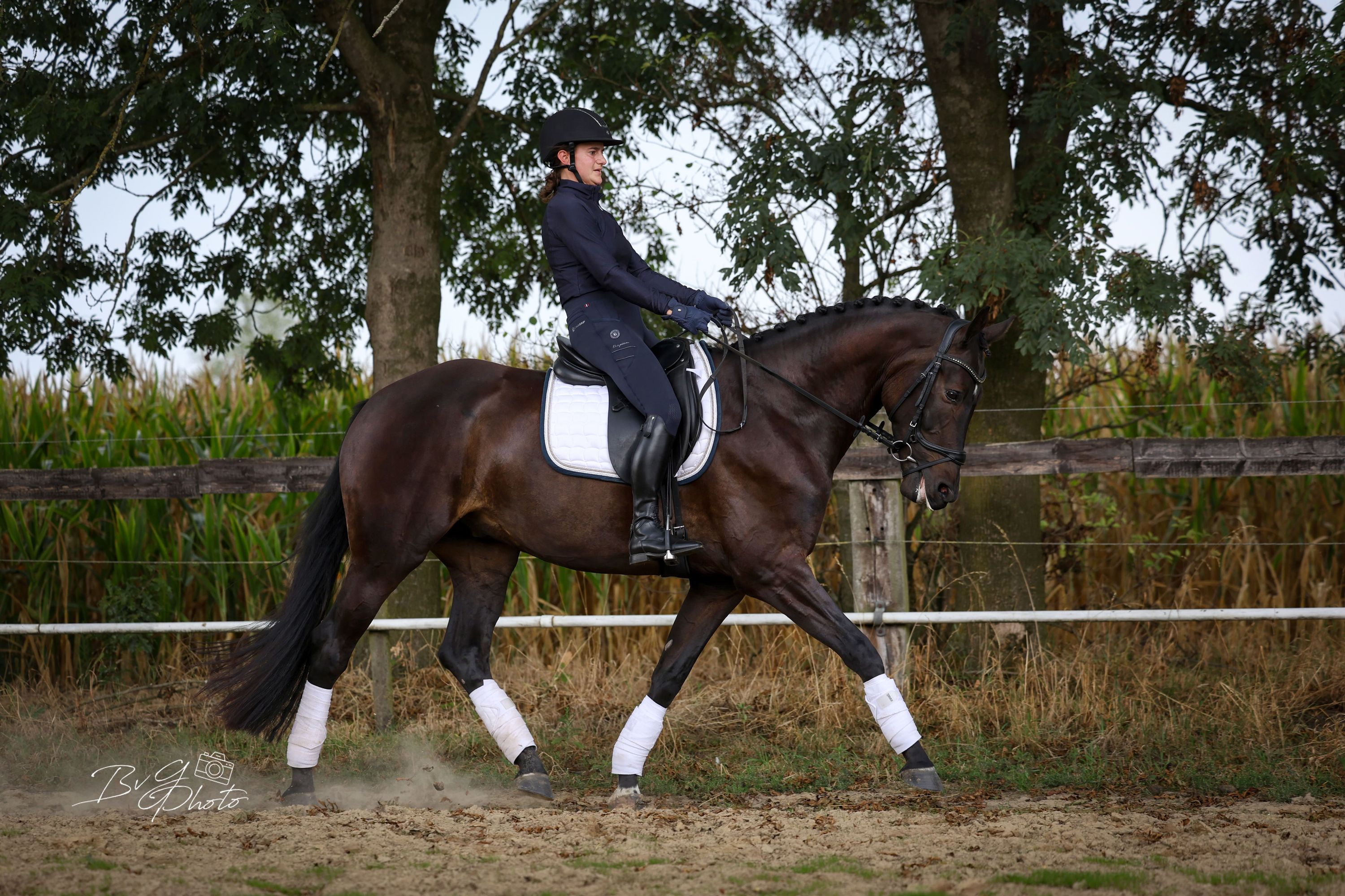 kwpn dressuurpaard ruin 4 Jahre alt zwart zu verkaufen - Foto 4
