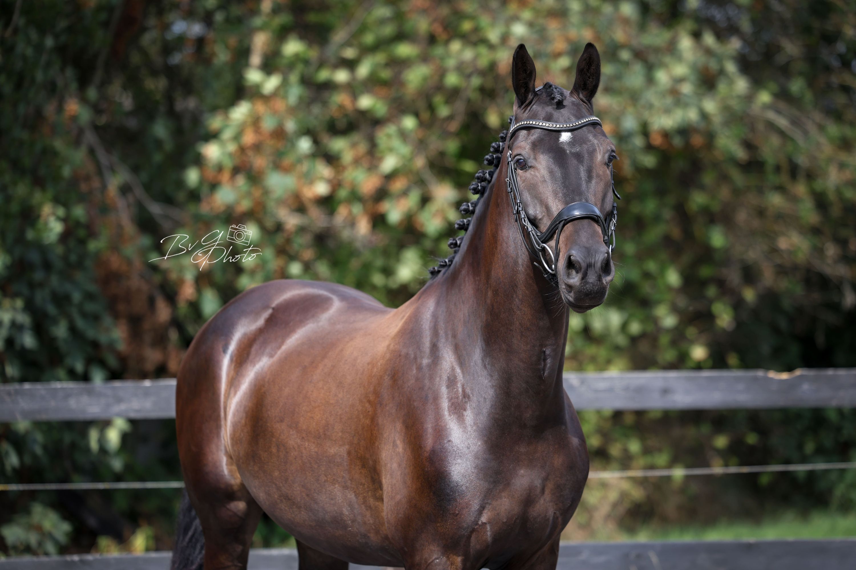 kwpn dressuurpaard ruin 4 Jahre alt zwart zu verkaufen - Foto 2