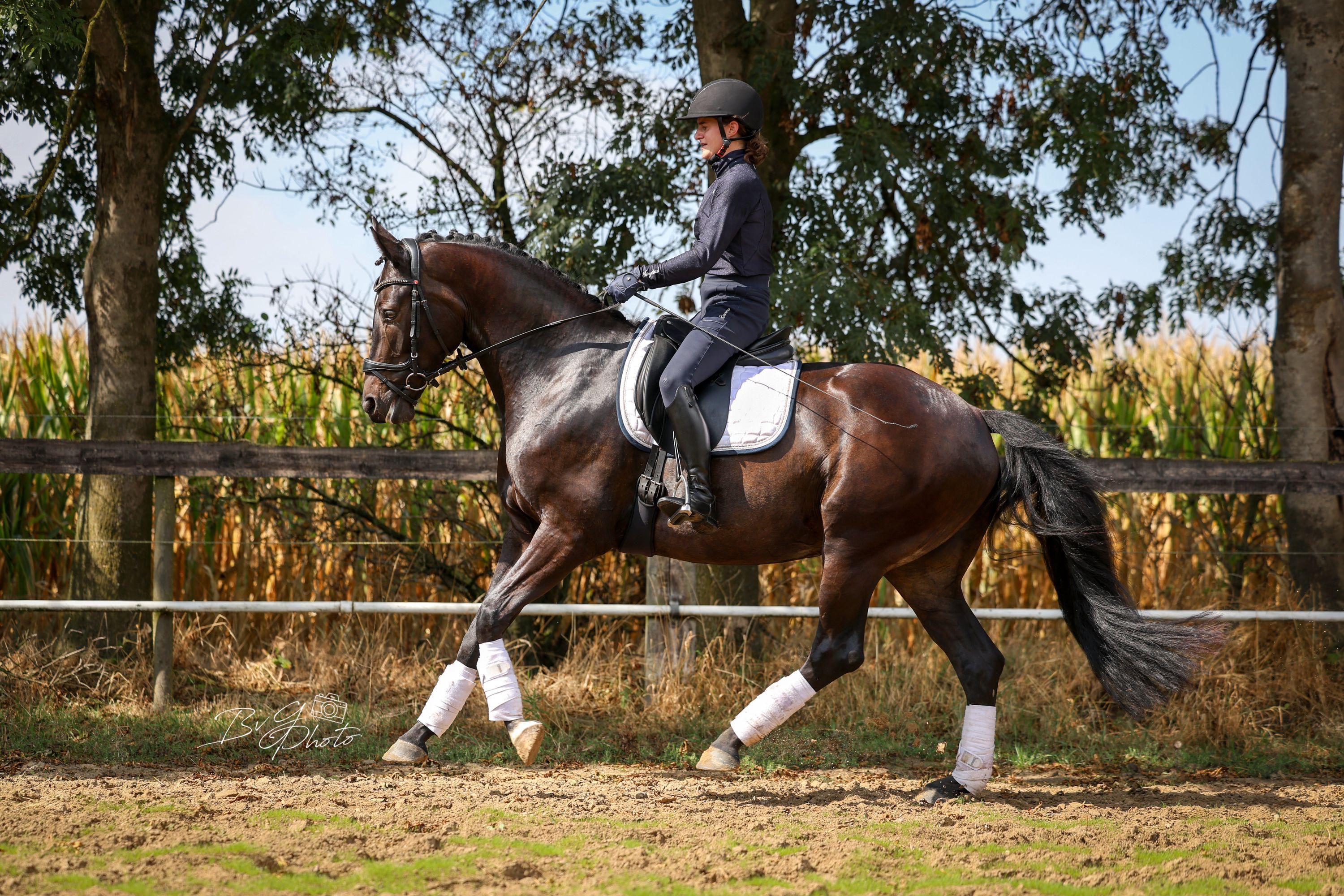 kwpn dressuurpaard ruin 4 Jahre alt zwart zu verkaufen - Foto 6