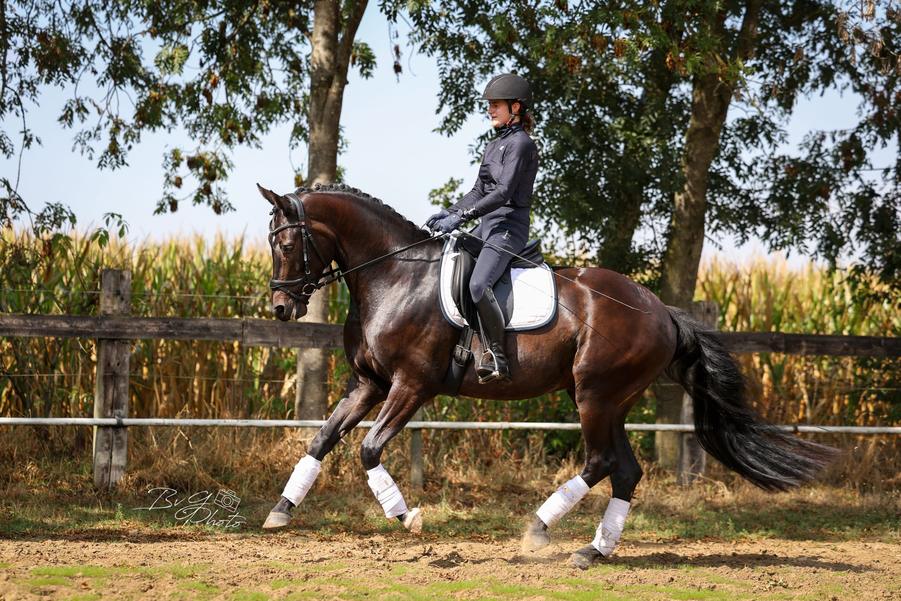 kwpn dressuurpaard ruin 4 Jahre alt zwart zu verkaufen - Foto 3