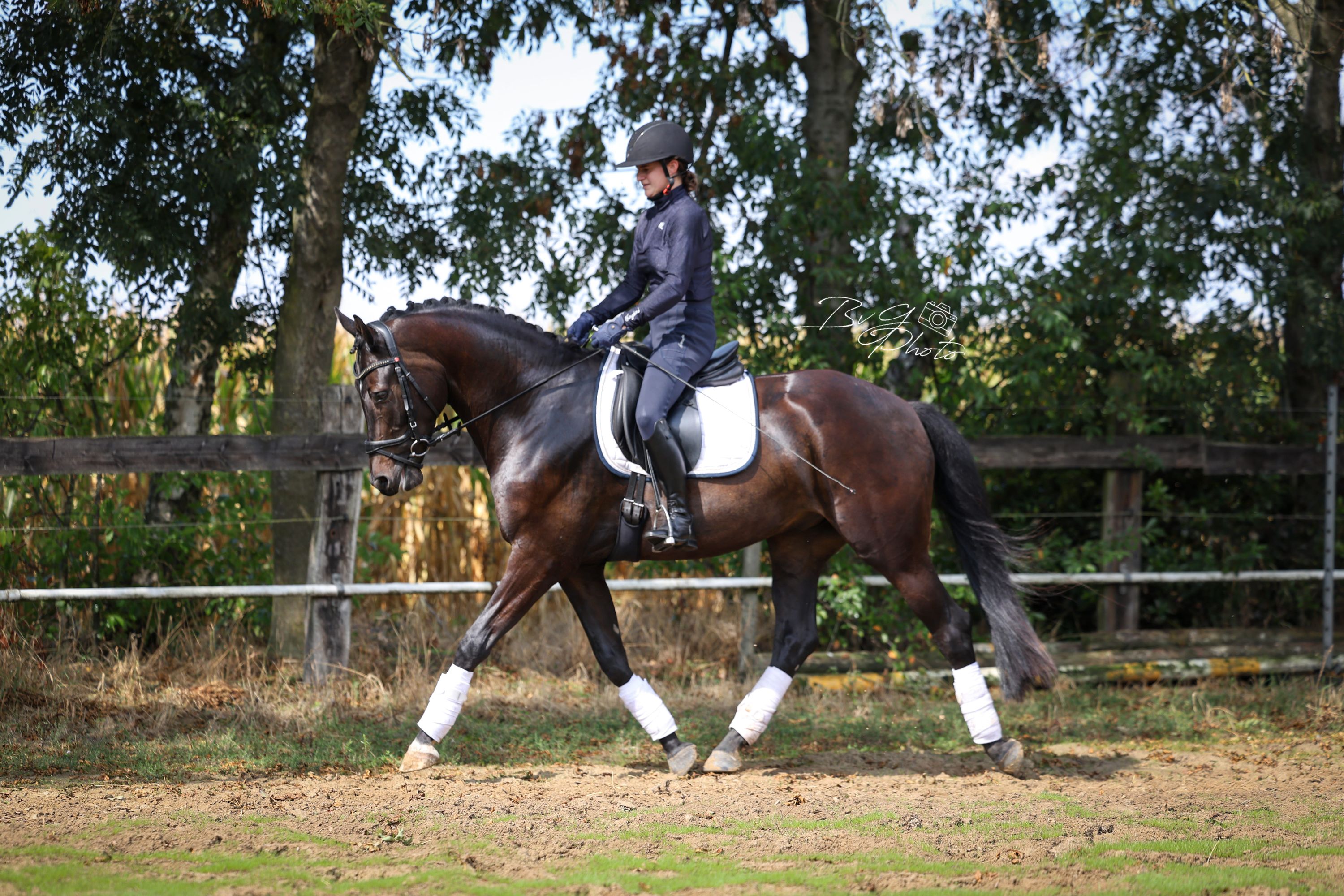 kwpn dressuurpaard ruin 4 Jahre alt zwart zu verkaufen - Foto 5
