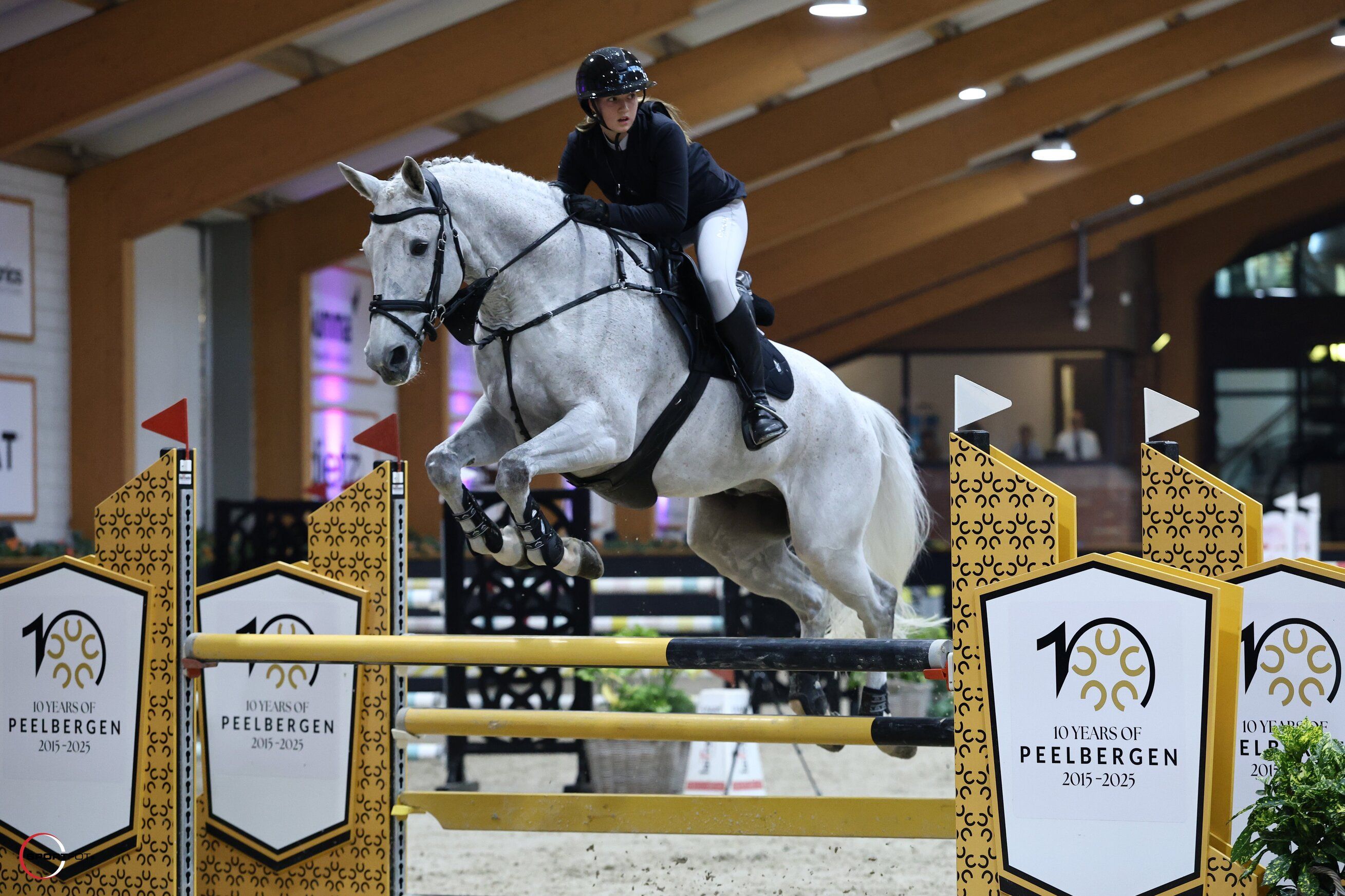 kwpn springpaard ruin 15 years old schimmel for sale - Photo 2