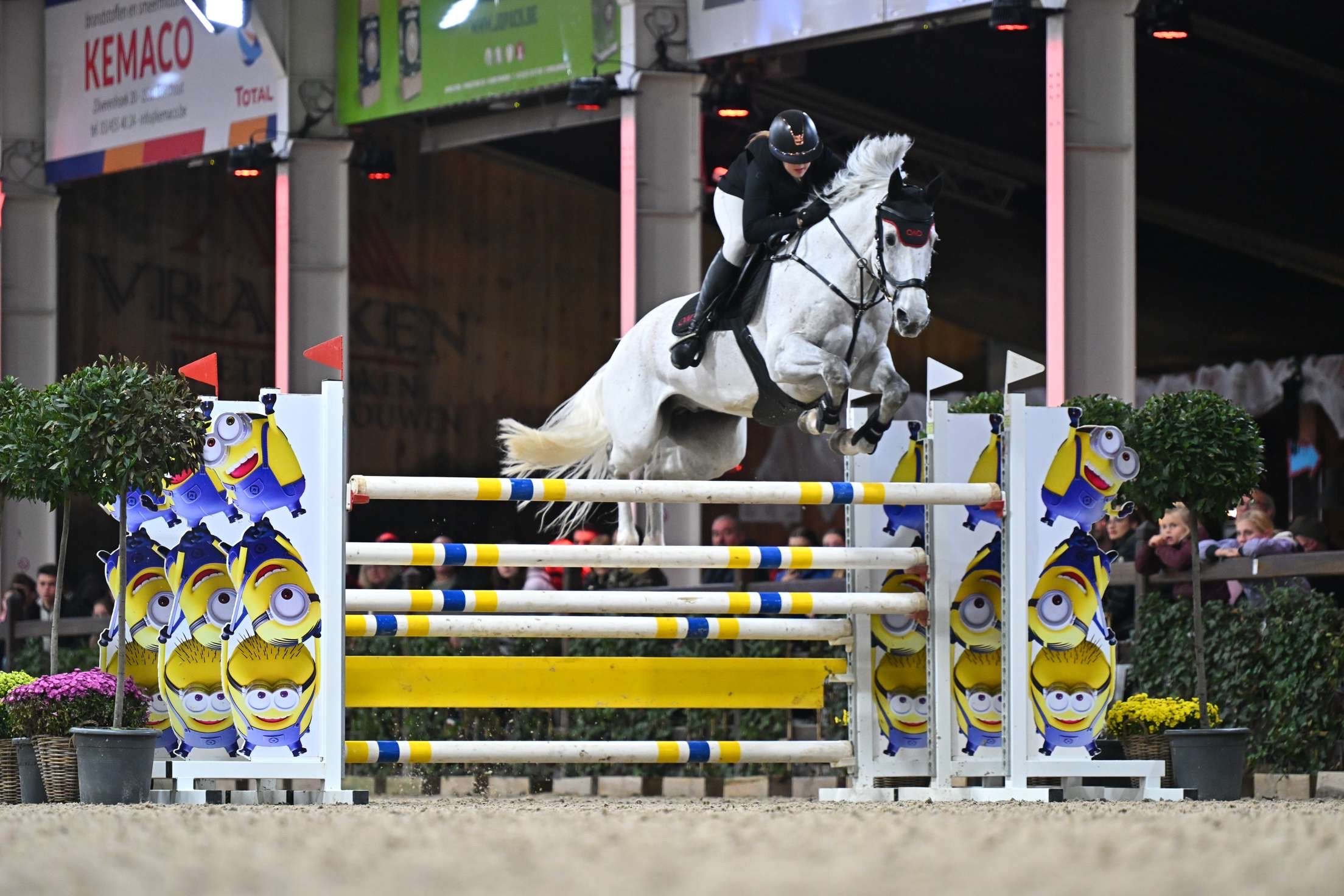 kwpn springpaard ruin 15 years old schimmel for sale - Photo 6