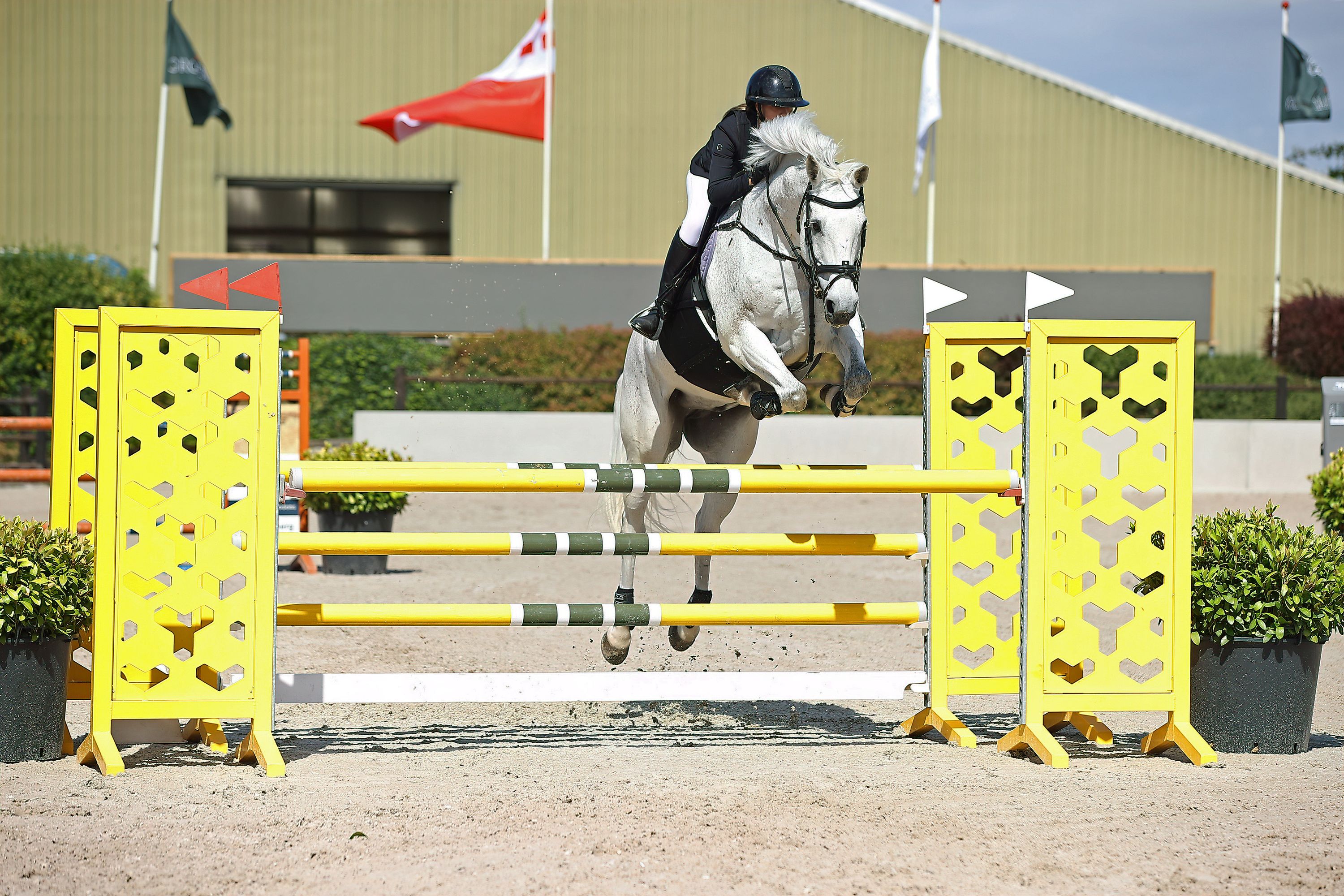 kwpn springpaard ruin 15 years old schimmel for sale - Photo 4