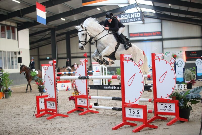 kwpn springpaard ruin 15 years old schimmel for sale - Photo 3